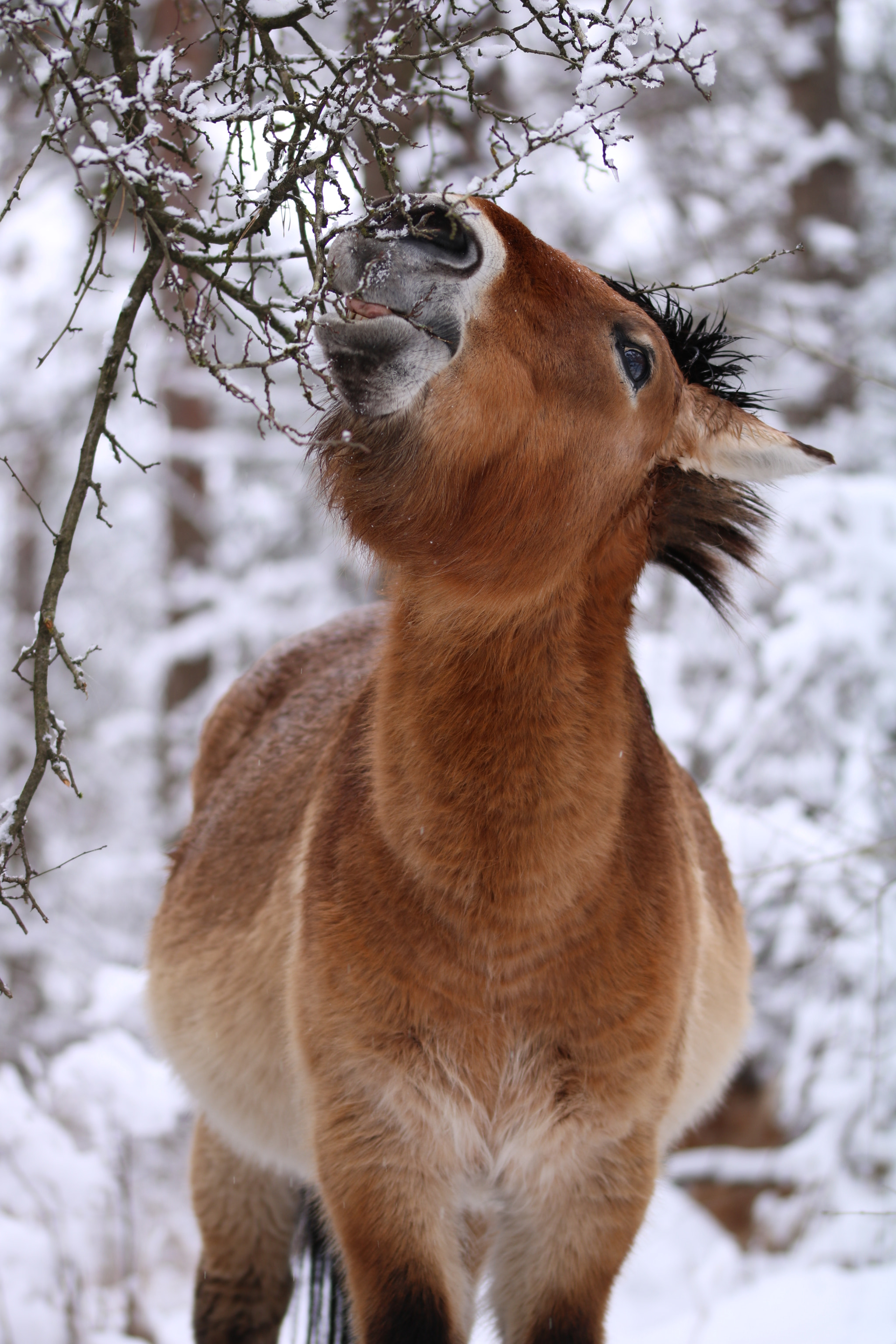 Sigma 105mm F2.8 EX DG OS HSM sample photo. Przewalski photography