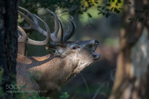 Canon EOS 5D Mark IV sample photo. Eye contact photography