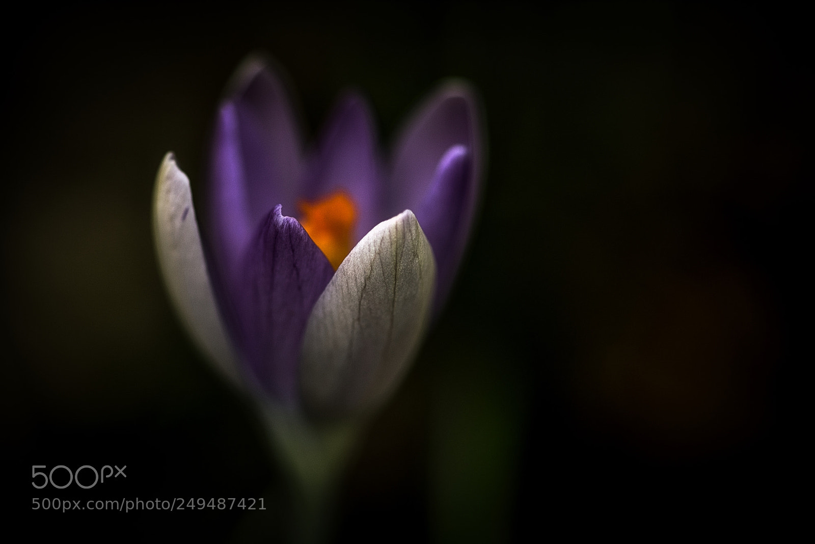 Canon EOS 750D (EOS Rebel T6i / EOS Kiss X8i) sample photo. Krokus photography