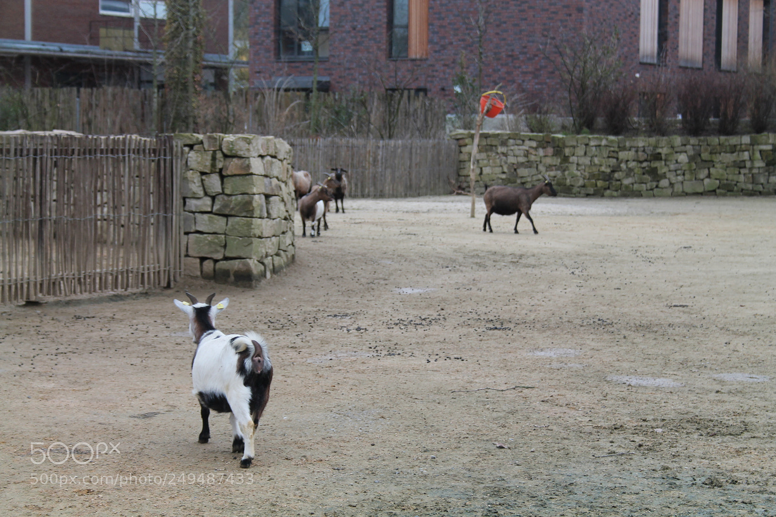 Canon EF-S 18-55mm F3.5-5.6 II sample photo. Goats photography