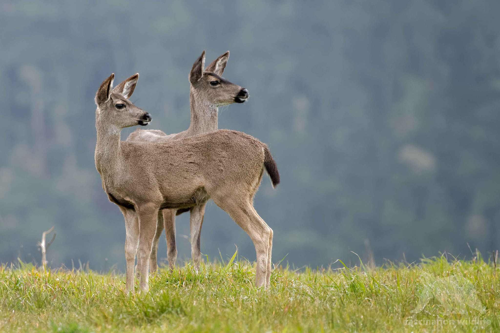 Sigma 150-600mm F5-6.3 DG OS HSM | S sample photo. On alert! photography