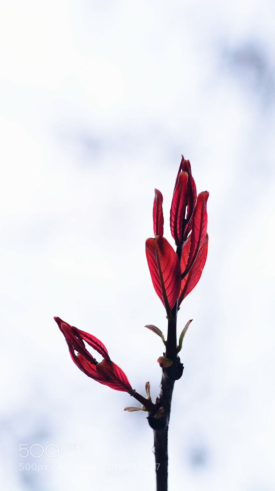 Nikon D7100 sample photo. Untitled photography