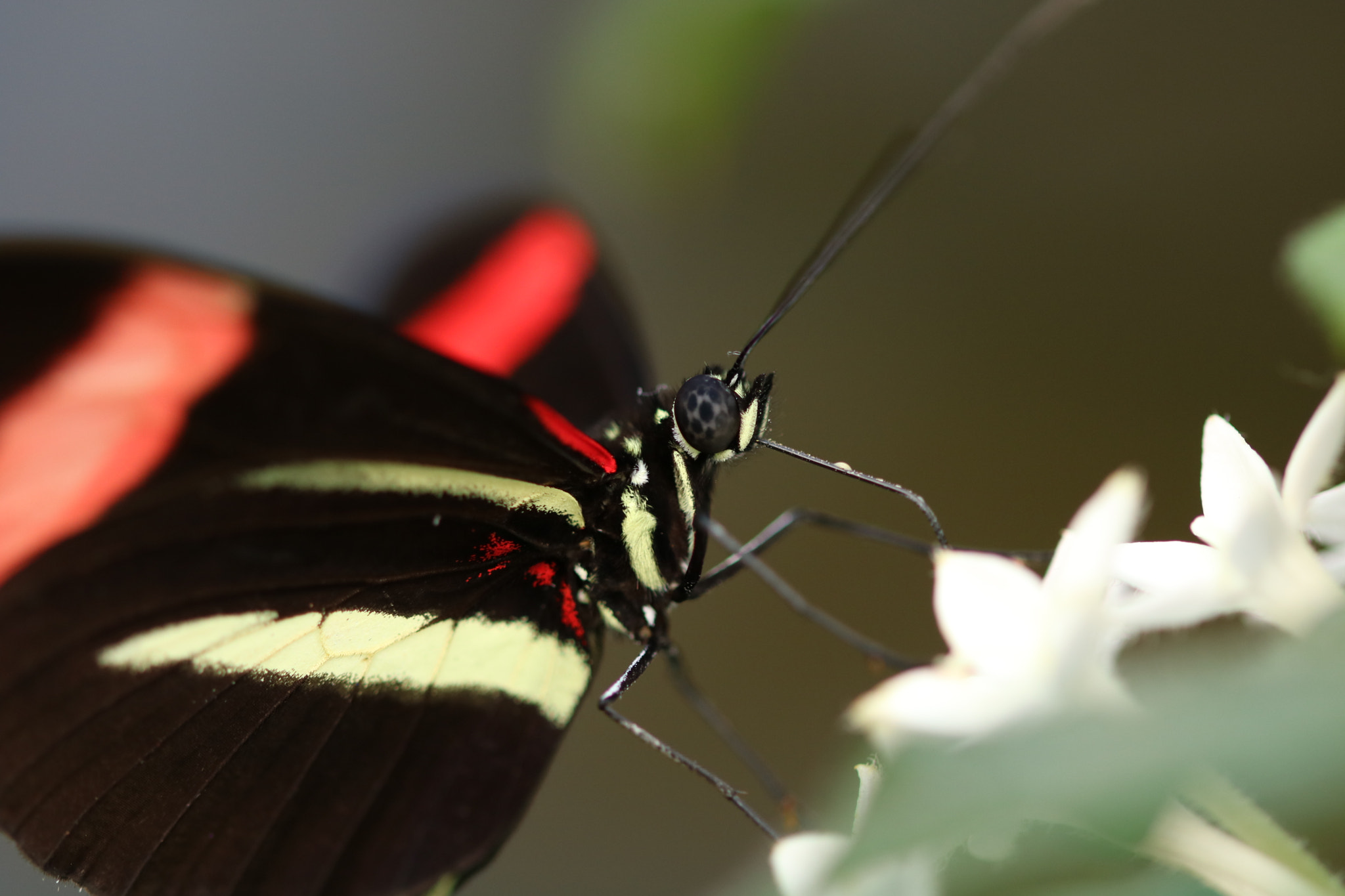 Canon EOS 750D (EOS Rebel T6i / EOS Kiss X8i) + Sigma 105mm F2.8 EX DG OS HSM sample photo. Butterfly photography