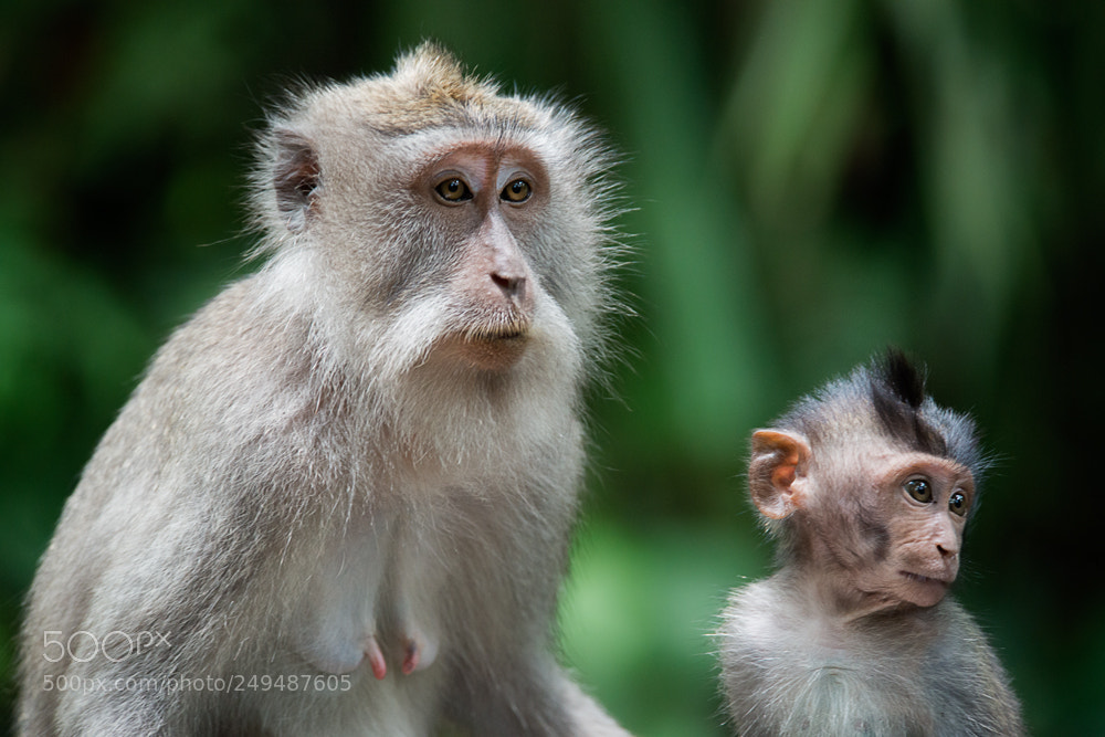 Nikon D800 sample photo. Family portrait of balinese photography