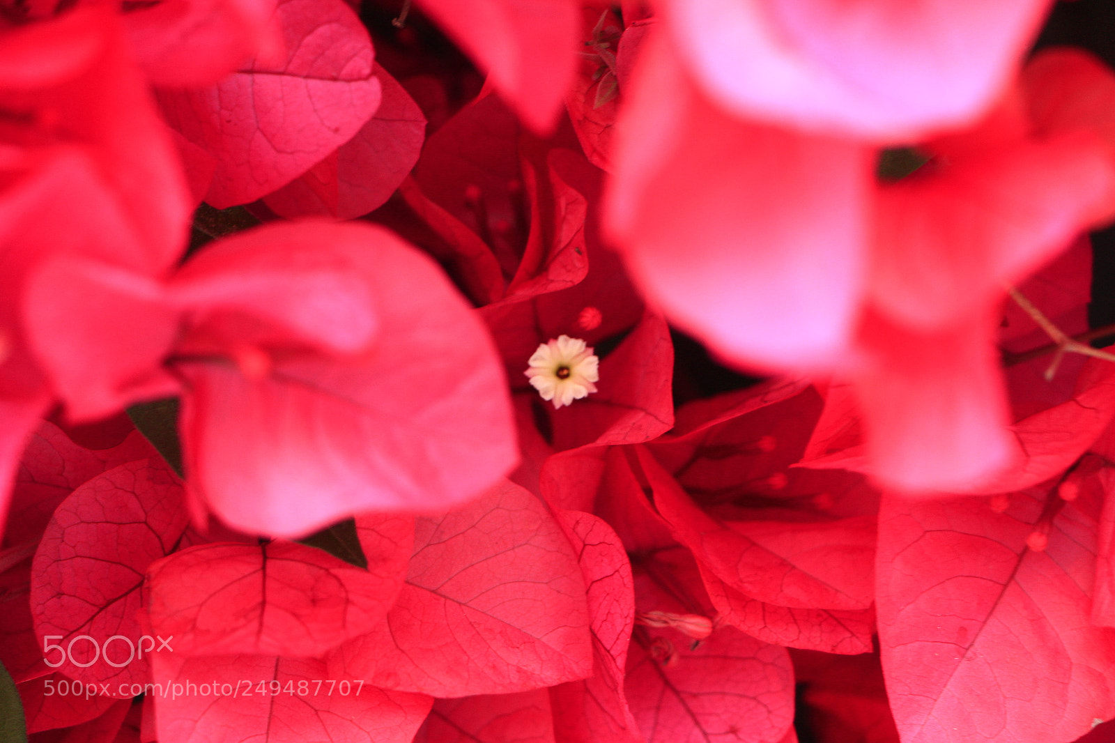 Canon EOS 650D (EOS Rebel T4i / EOS Kiss X6i) sample photo. Small but special photography