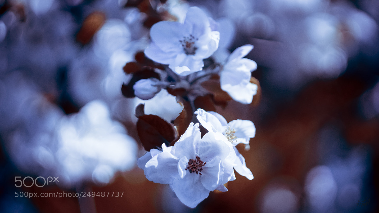 Sony SLT-A77 sample photo. >>>>-------------------> photography
