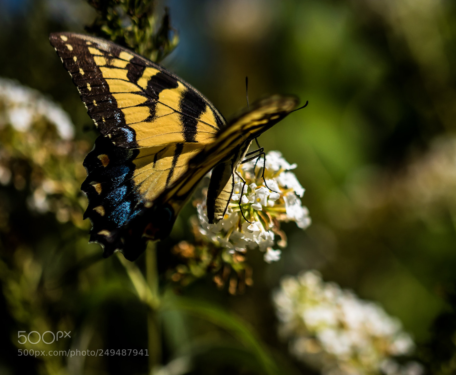 Nikon D5500 sample photo. Sunning photography