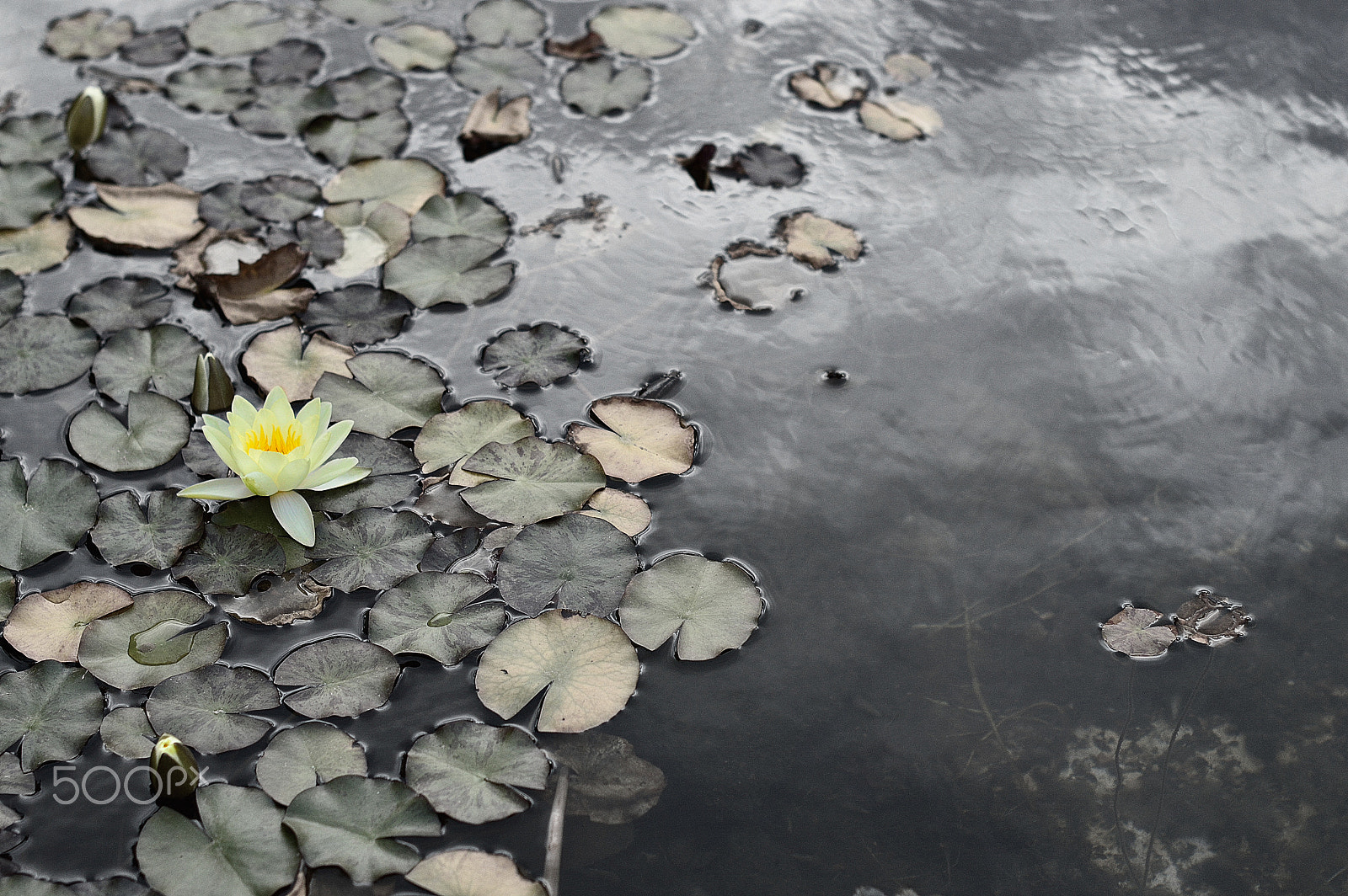 Nikon D3200 + Nikon AF-S Nikkor 50mm F1.4G sample photo. Yellow water lilly photography