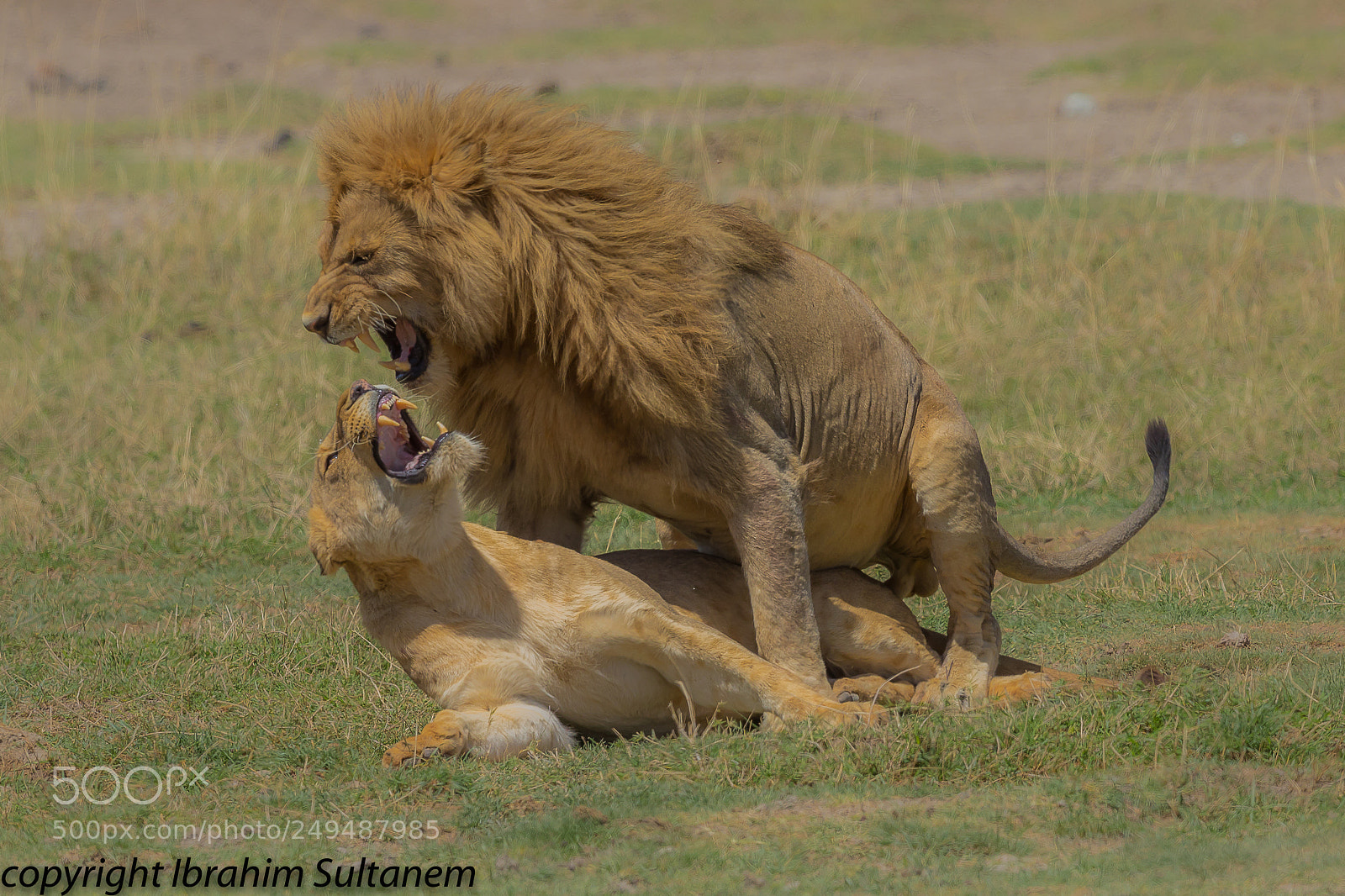 Canon EOS 5D Mark IV sample photo. Tanzania photography