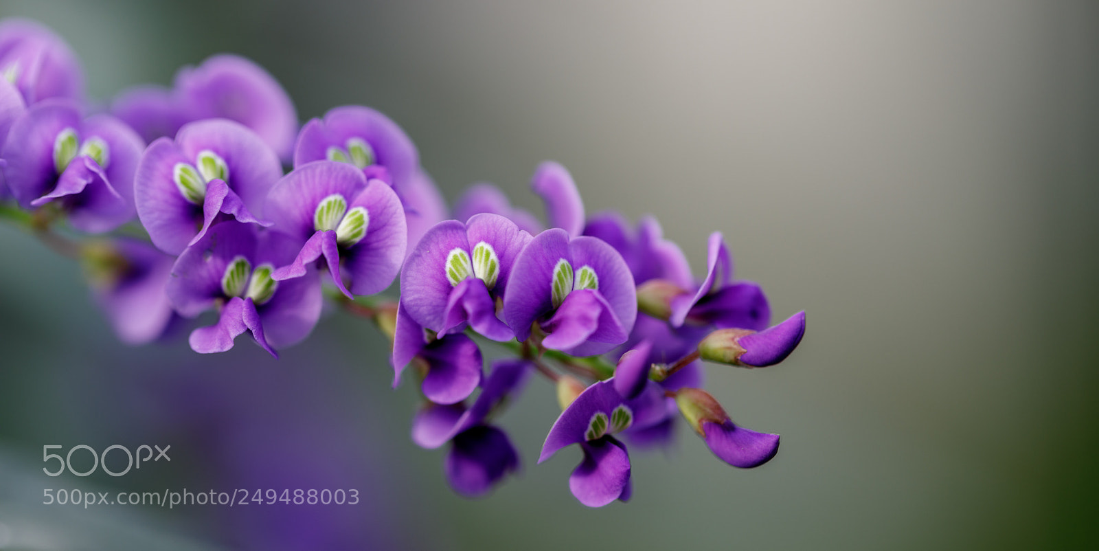 Canon EOS 5D Mark IV sample photo. Makro 14 photography