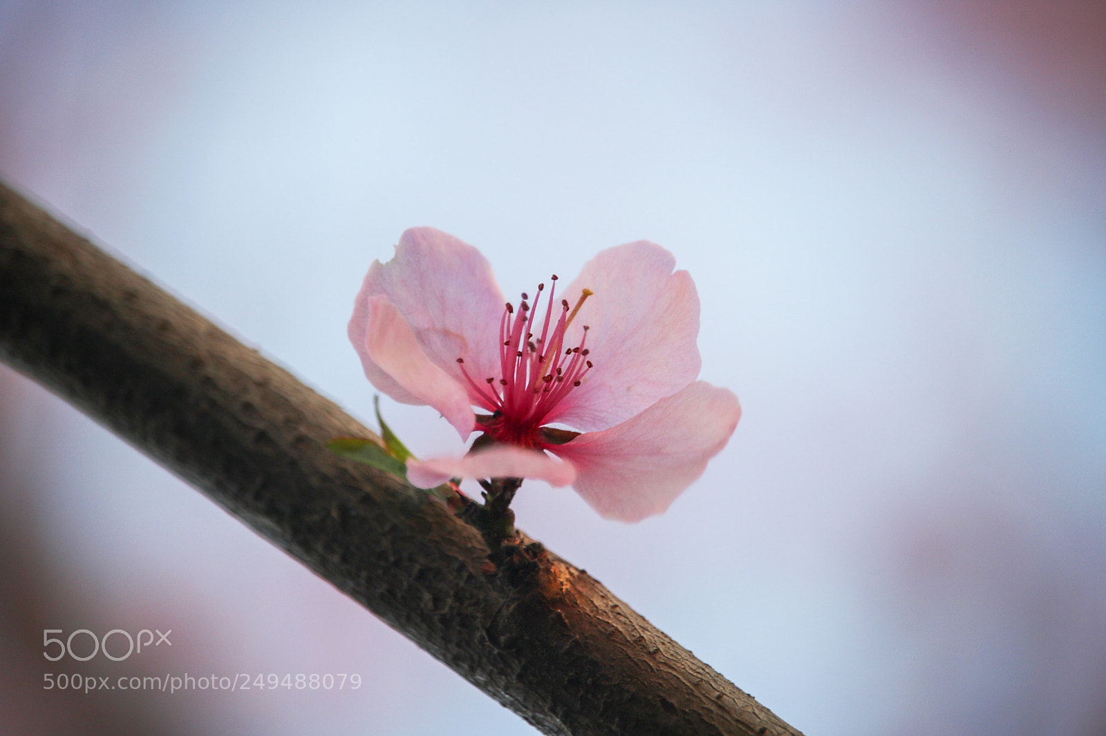 Canon EOS 750D (EOS Rebel T6i / EOS Kiss X8i) sample photo. Peach blossom photography
