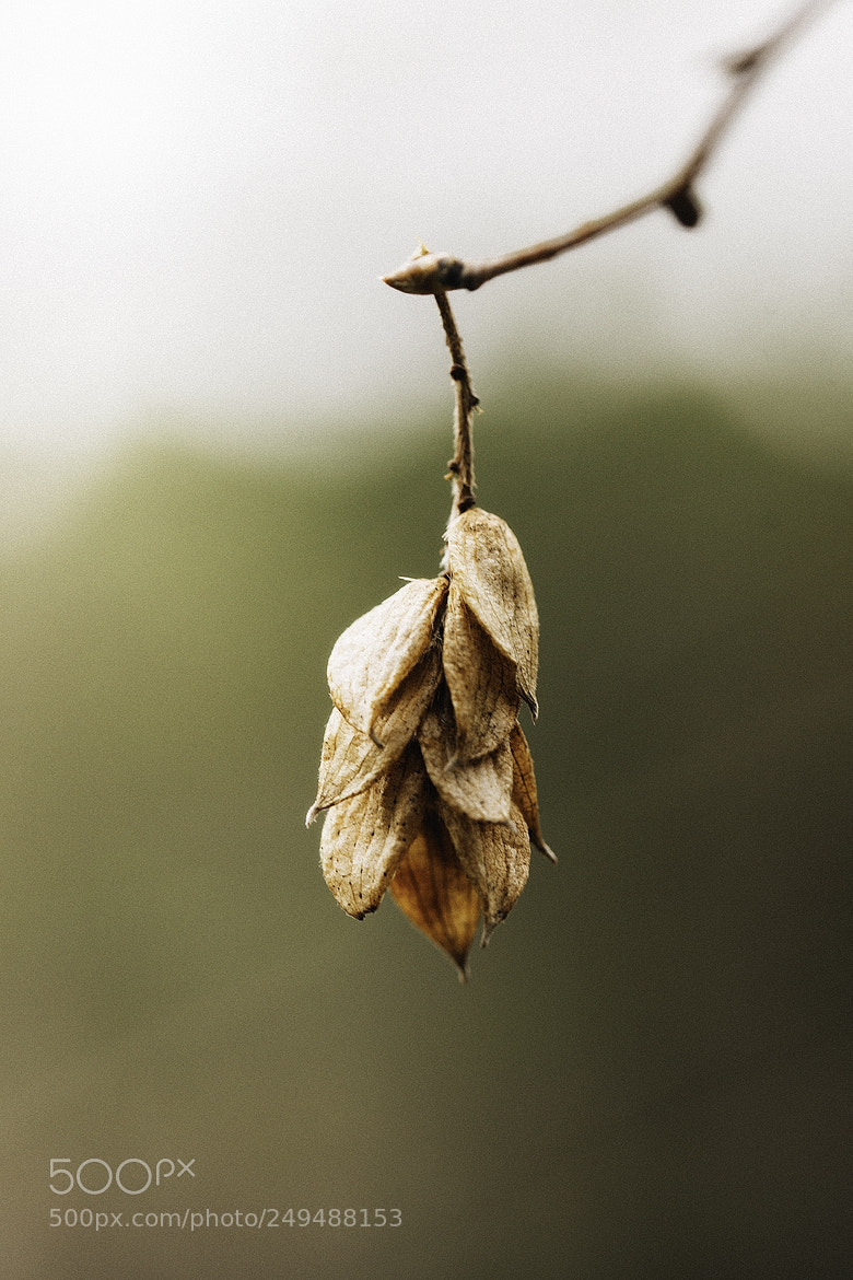 Nikon D600 sample photo. ? jpg photography