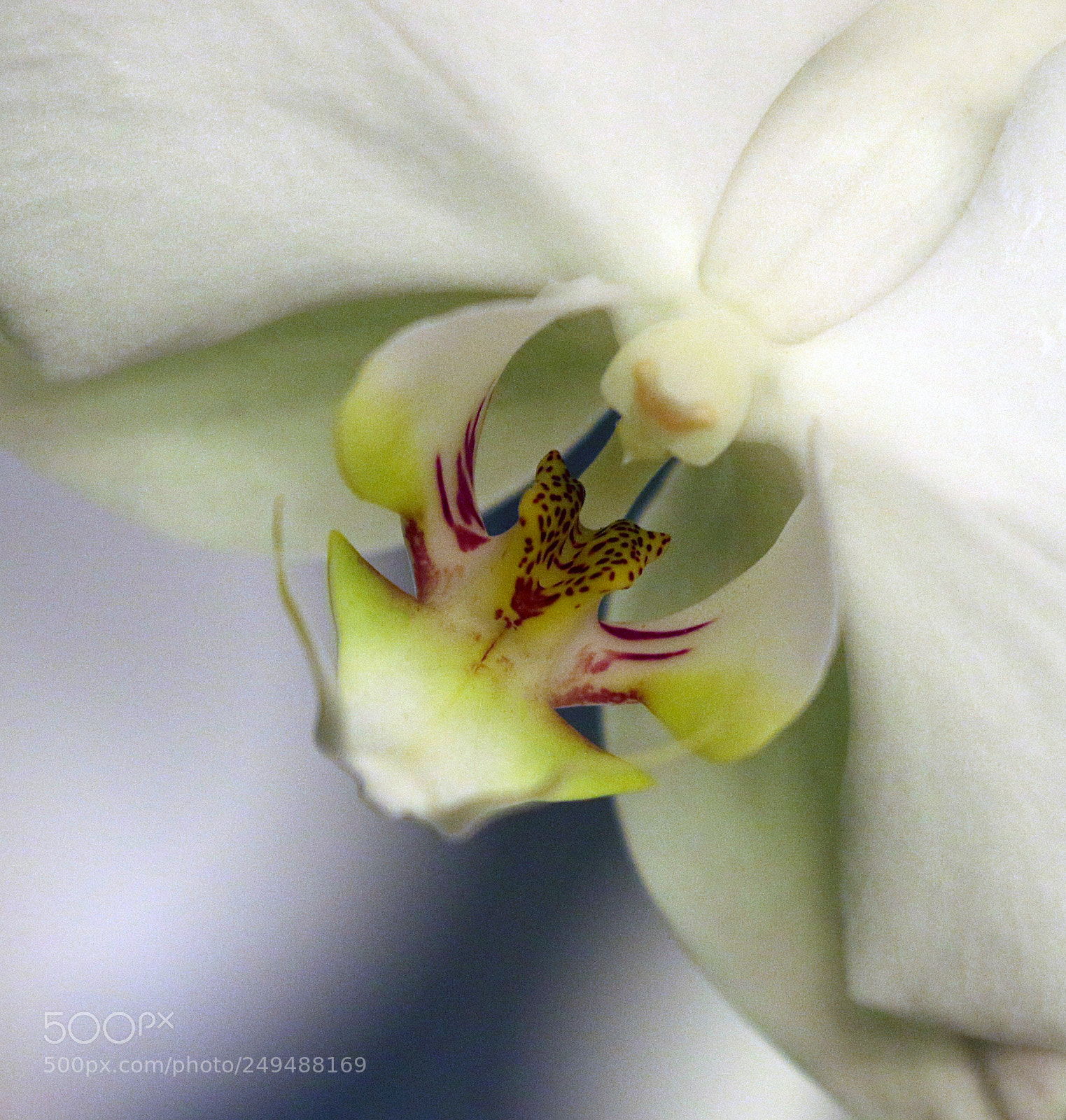 Canon EOS 7D Mark II sample photo. White orchid photography