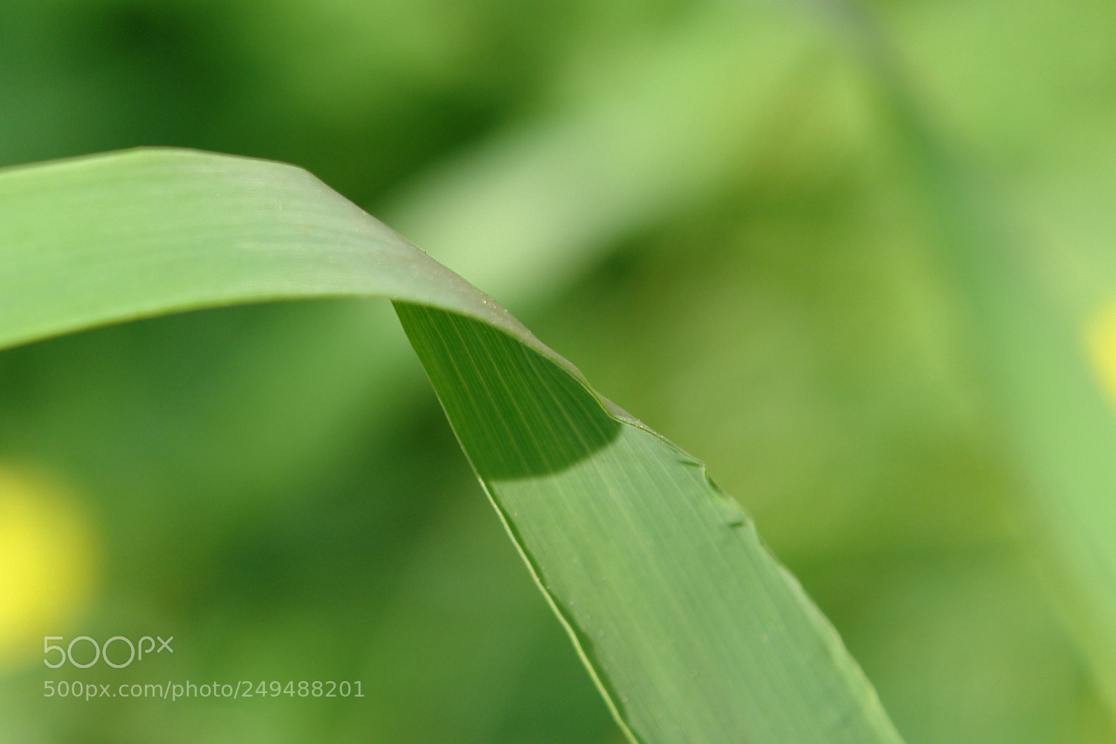 Sony DSC-R1 sample photo. Untitled photography