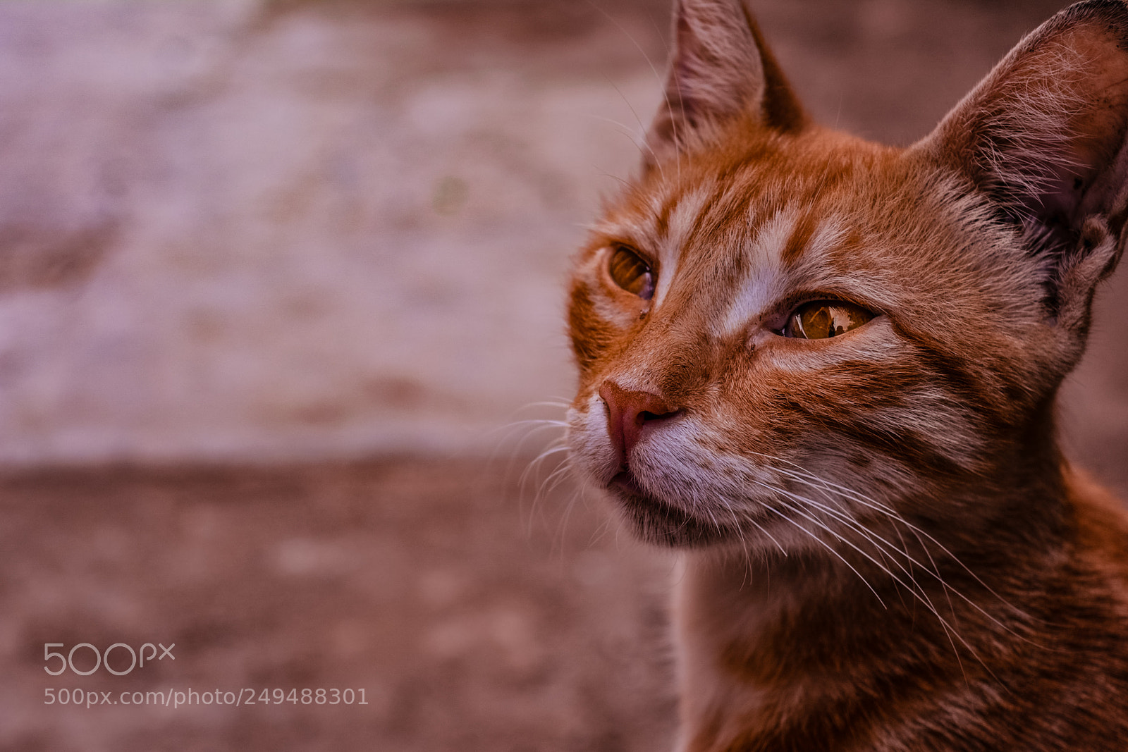 Nikon D5200 sample photo. Cat photography
