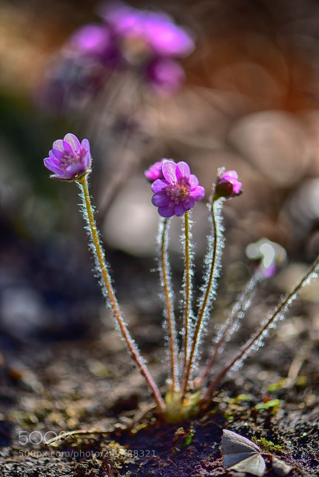 Nikon D810 sample photo. Untitled photography