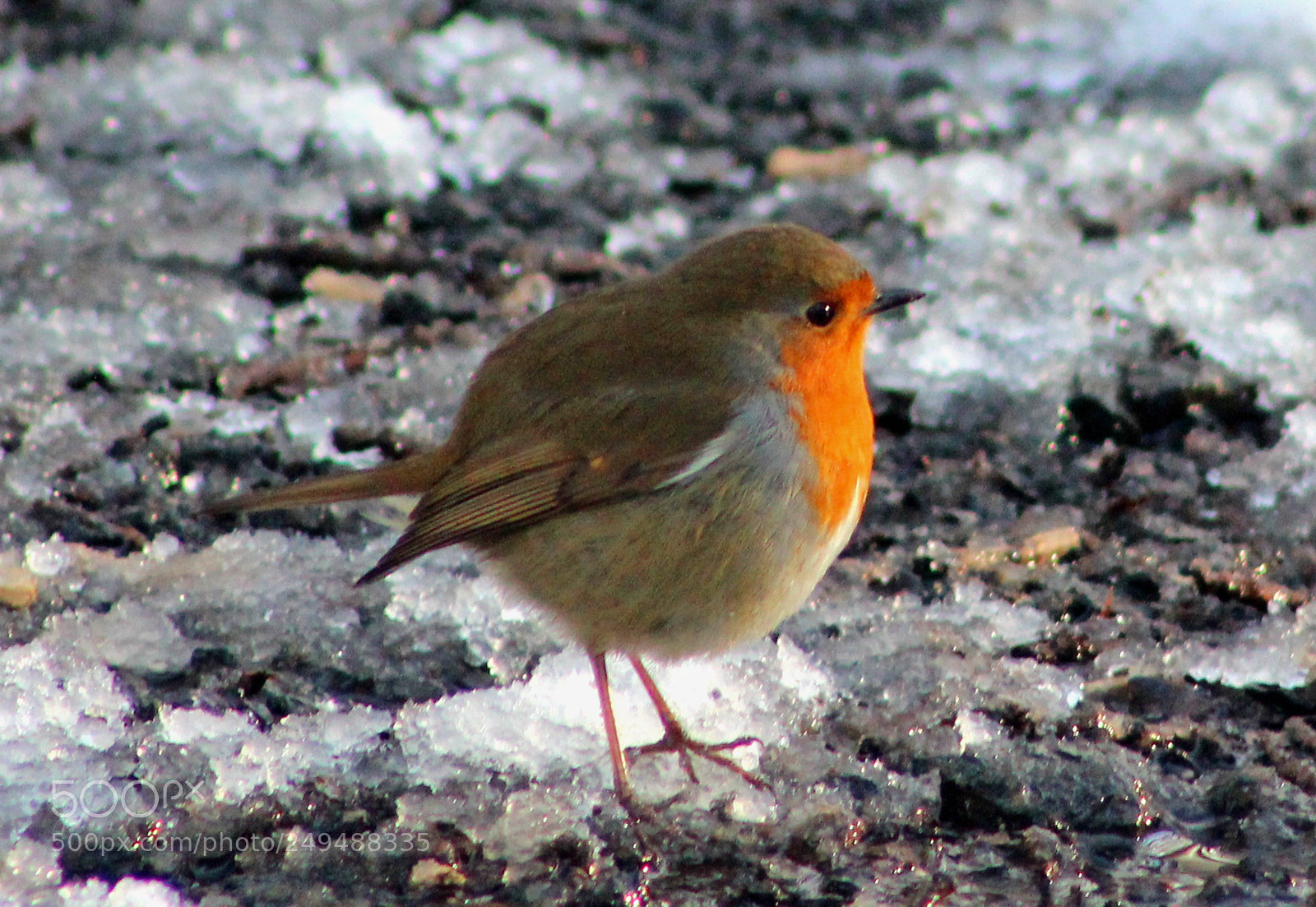 Canon EOS 600D (Rebel EOS T3i / EOS Kiss X5) sample photo. Wee robin in snow photography