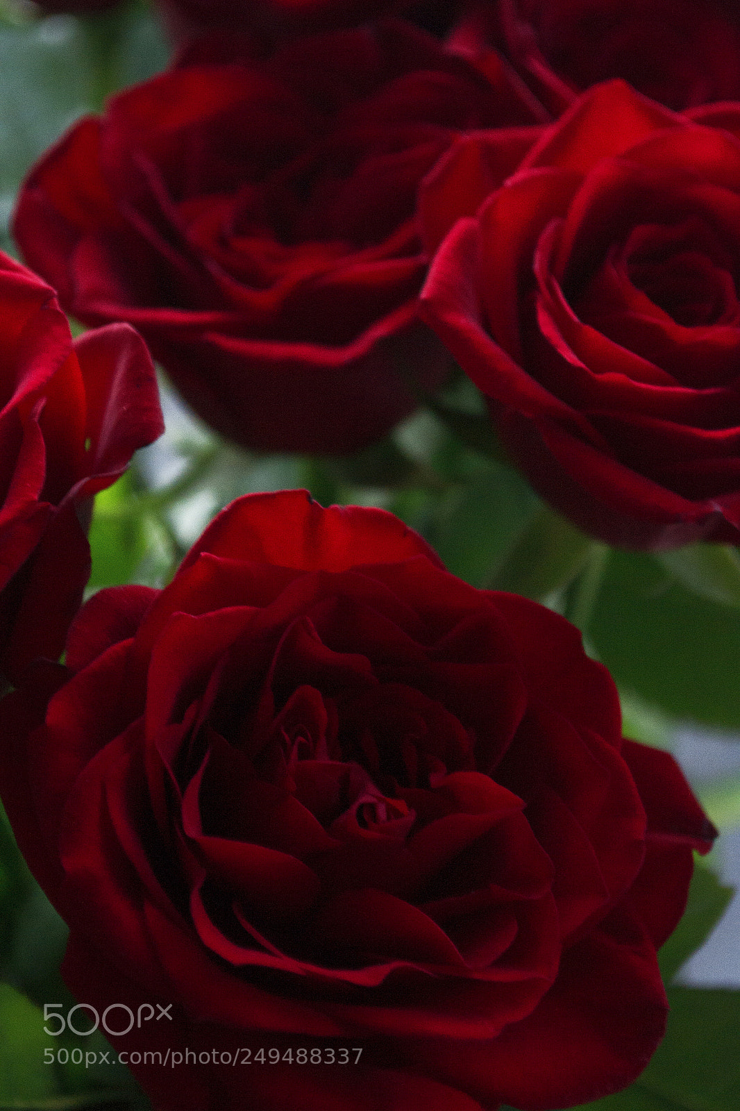 Nikon D3100 sample photo. Love photography