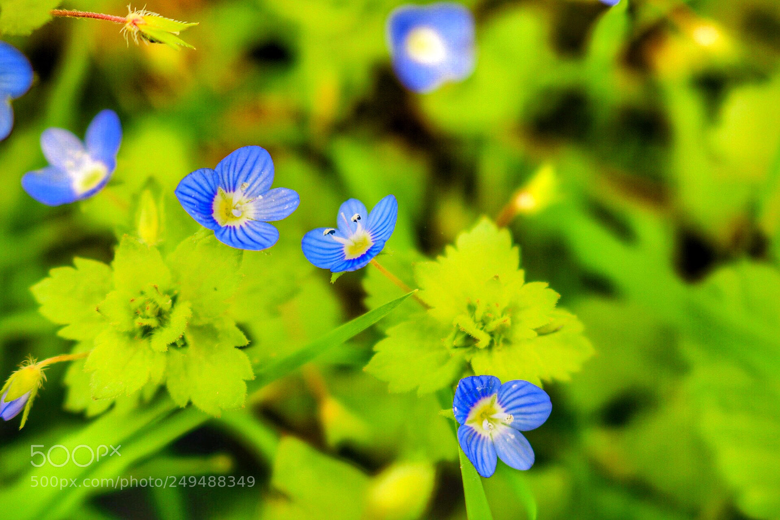 Canon EOS 750D (EOS Rebel T6i / EOS Kiss X8i) sample photo. Springtime3 photography