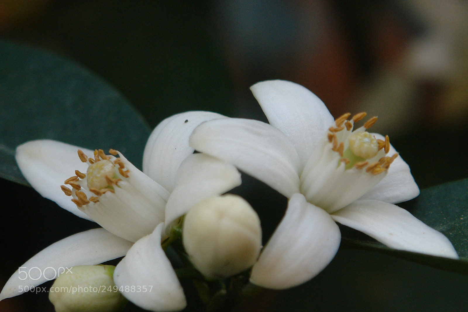 Sony DSC-R1 sample photo. Untitled photography