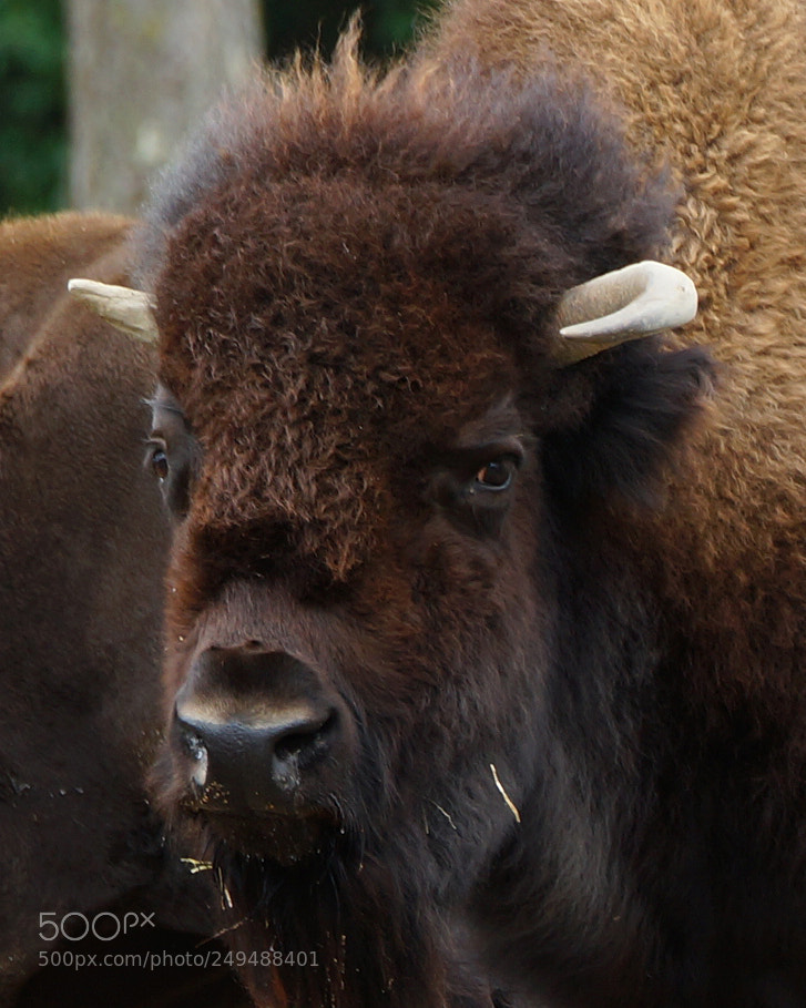 Sony SLT-A99V sample photo. Bizon photography