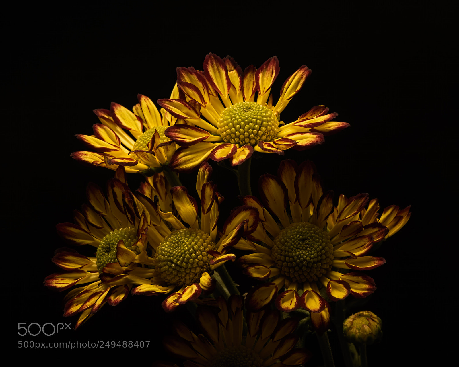 Nikon D810 sample photo. Yellow red mums 1116 photography