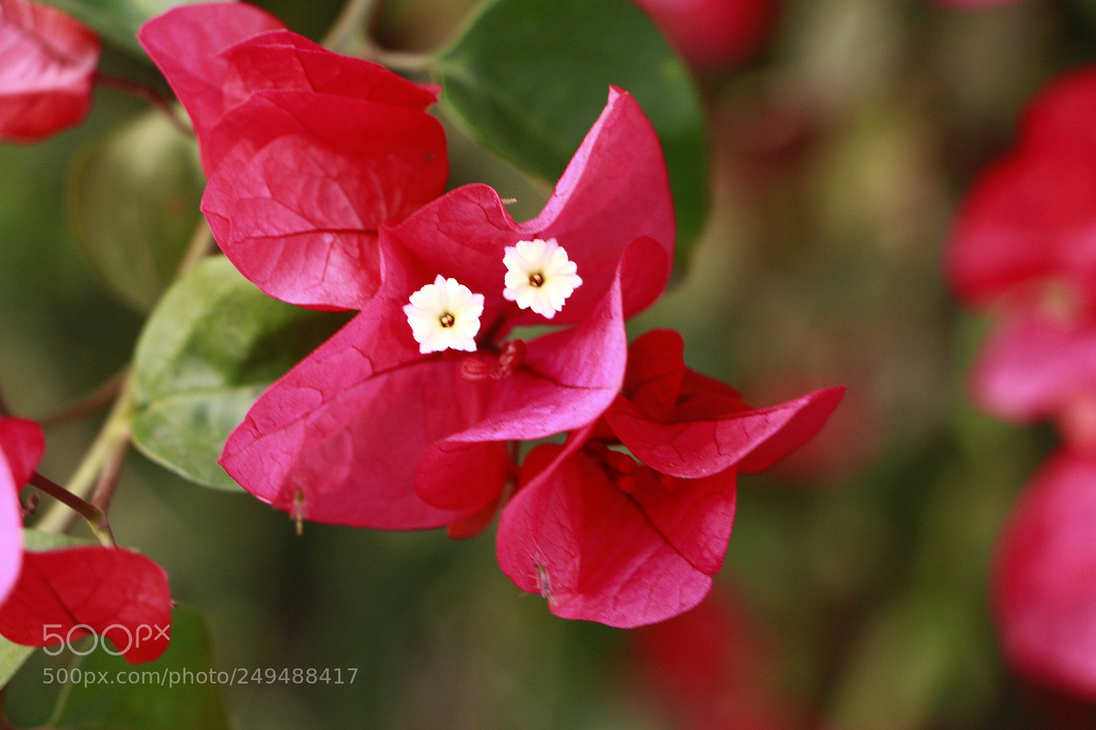 Canon EOS 650D (EOS Rebel T4i / EOS Kiss X6i) sample photo. Smile flower photography