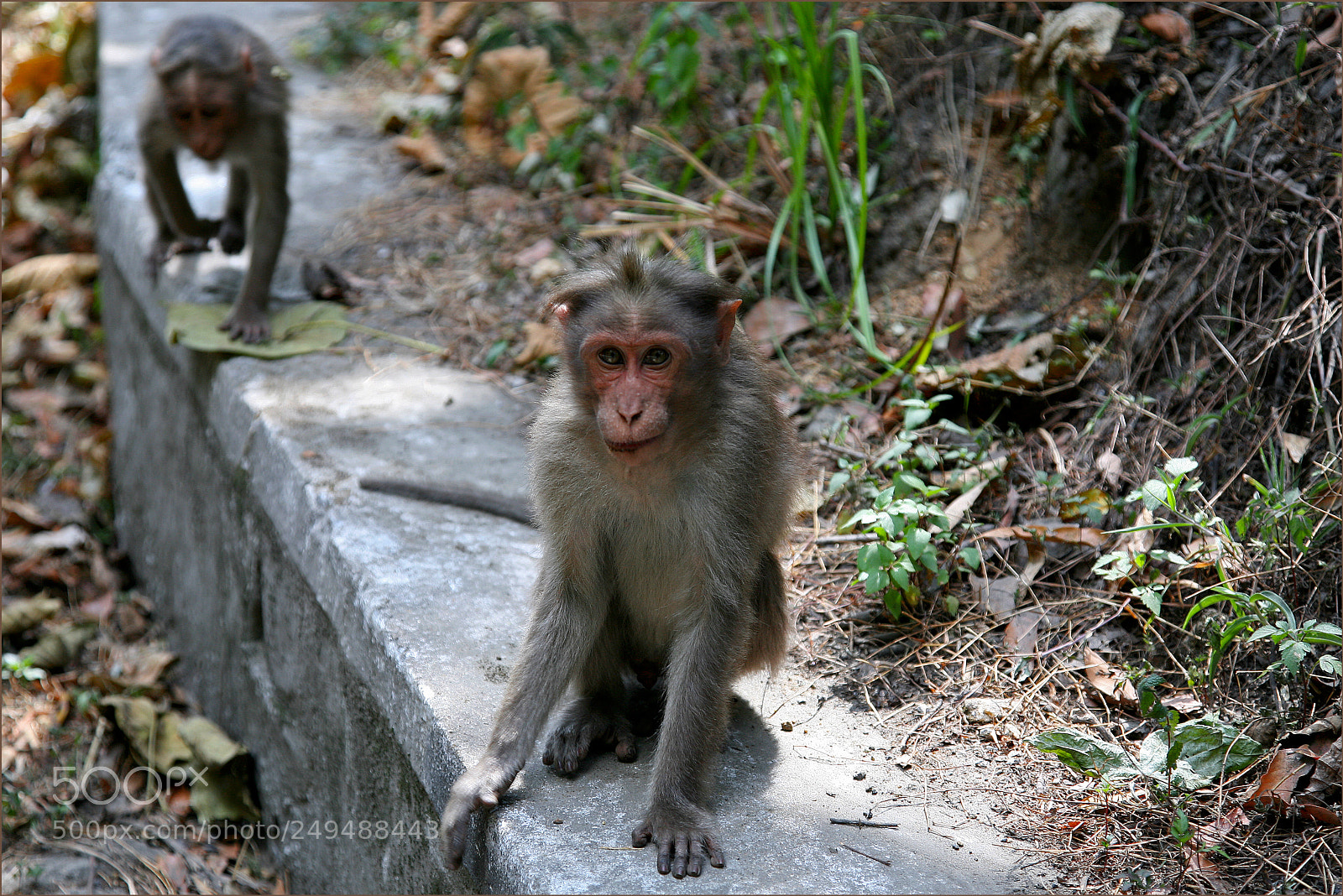 Canon EOS 5D sample photo. Eye contact with a photography