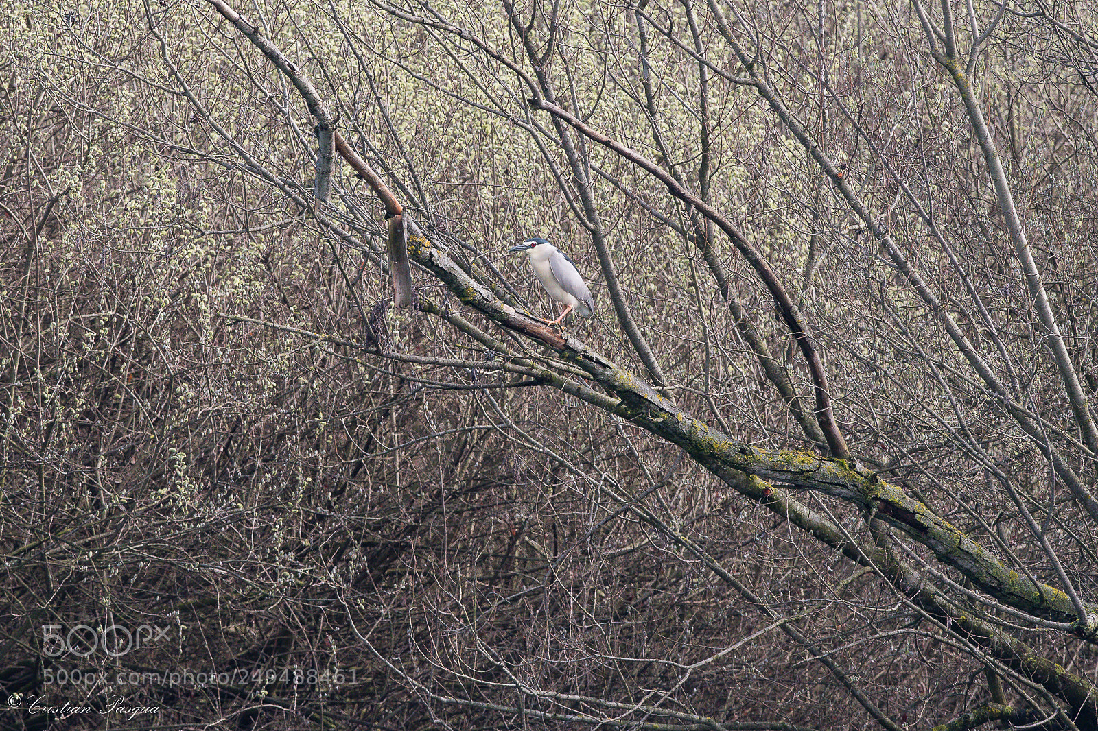 Nikon D500 sample photo. Night heron photography