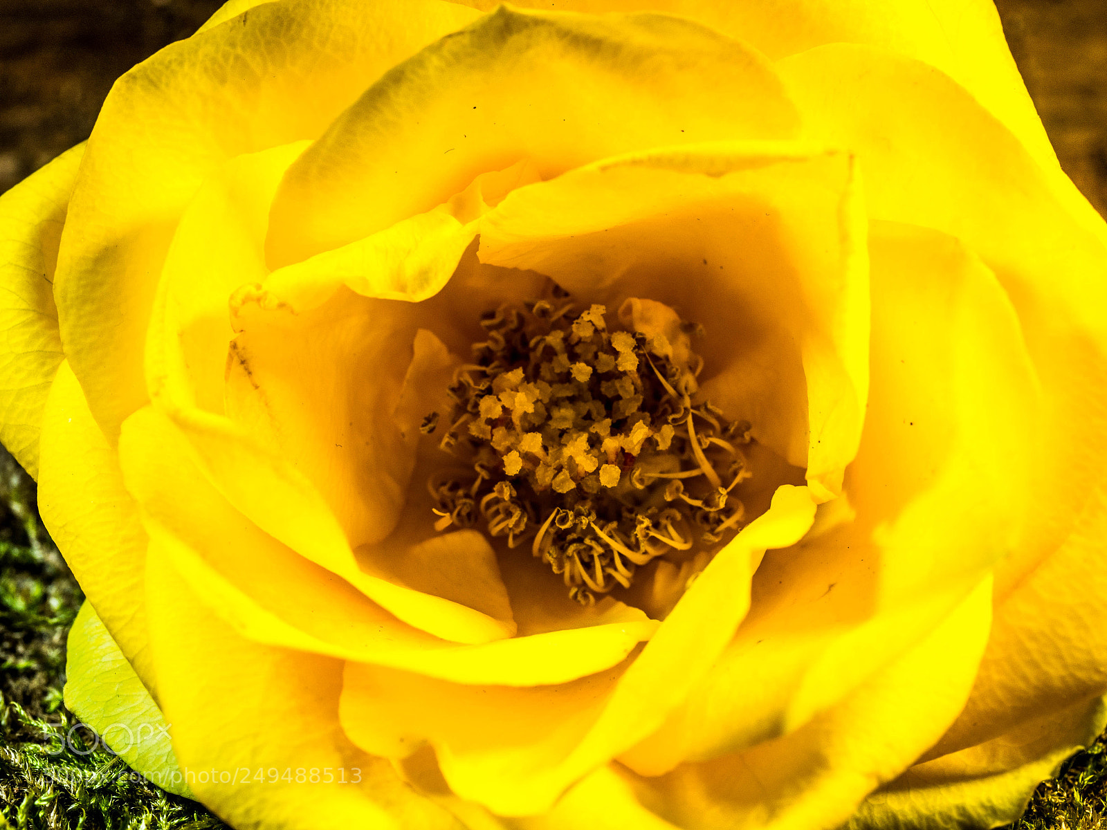 Olympus OM-D E-M10 sample photo. Macro yellow rose photography