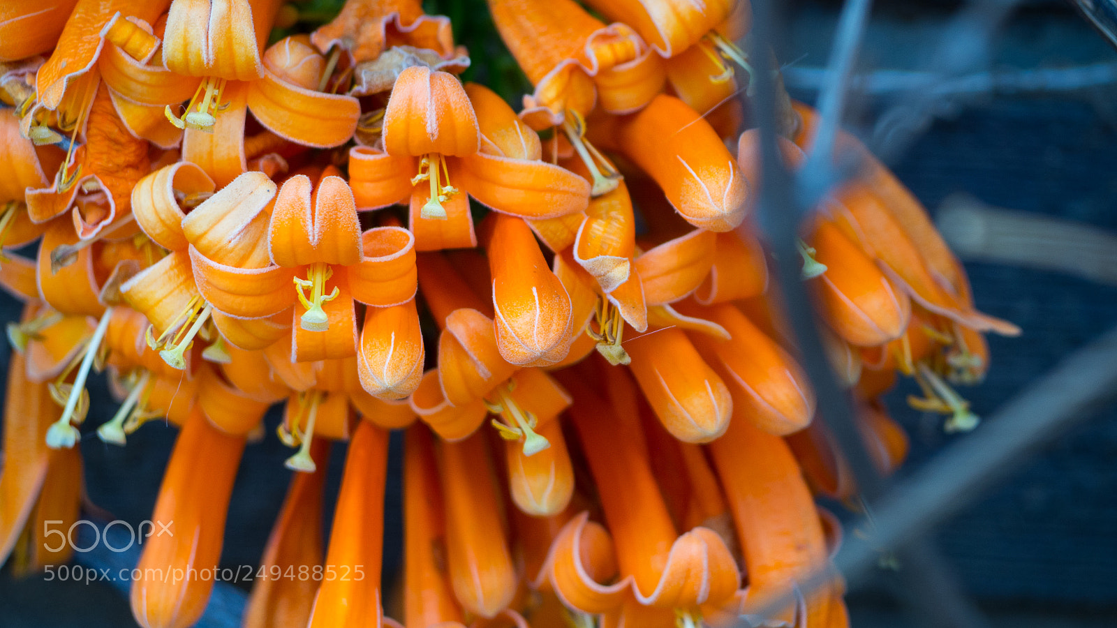 Olympus OM-D E-M10 II sample photo. Blossoming photography