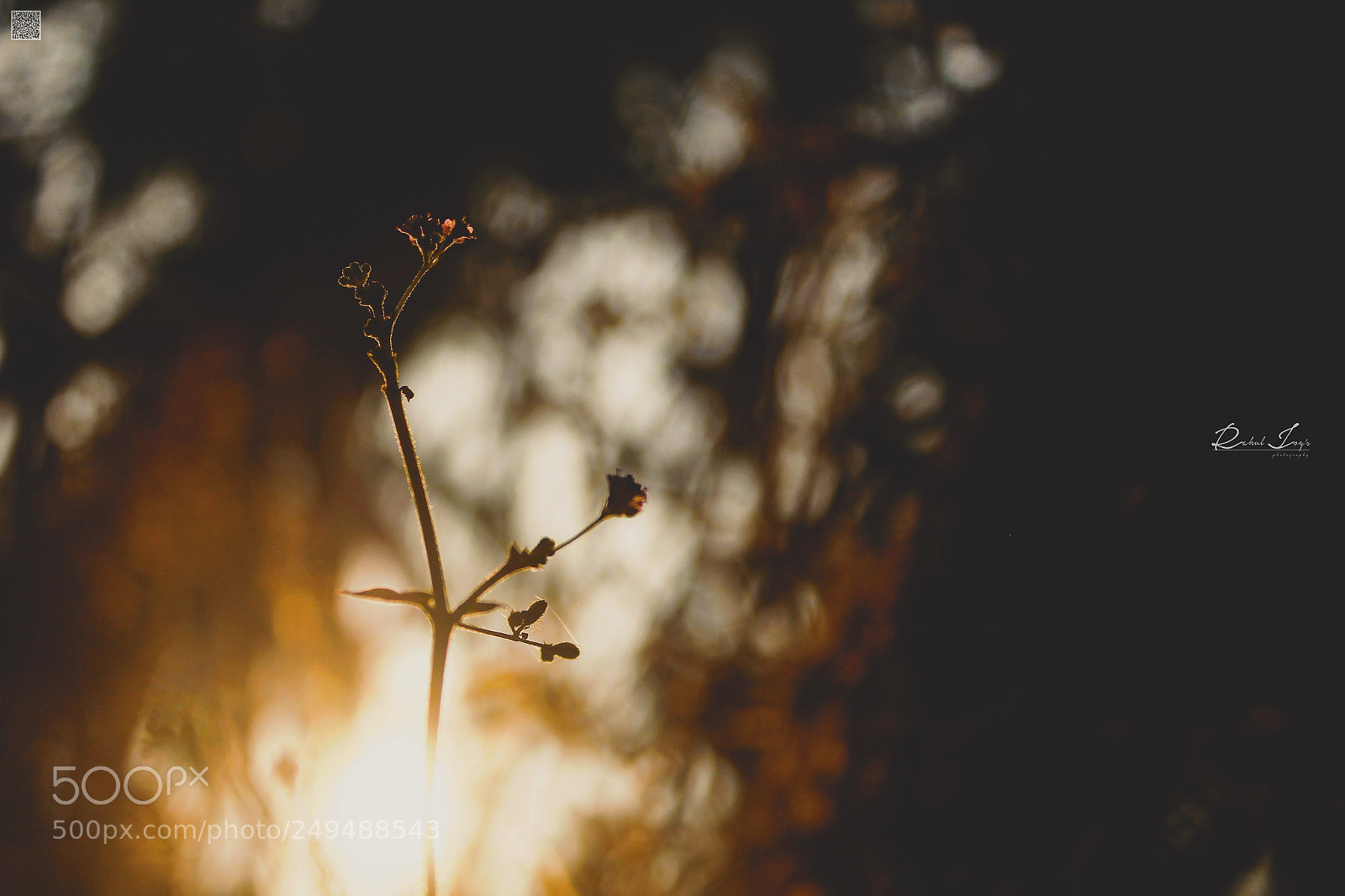 Canon EOS 60D sample photo. Glares photography