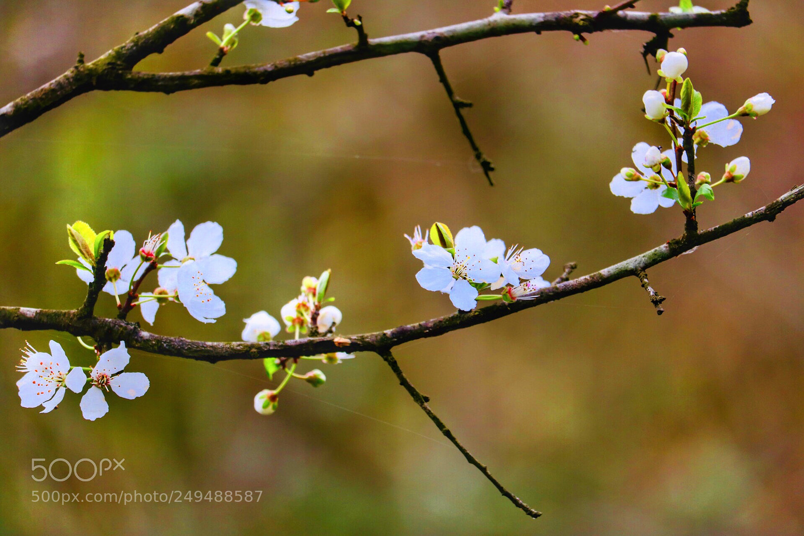 Canon EOS 750D (EOS Rebel T6i / EOS Kiss X8i) sample photo. Springtime4 photography