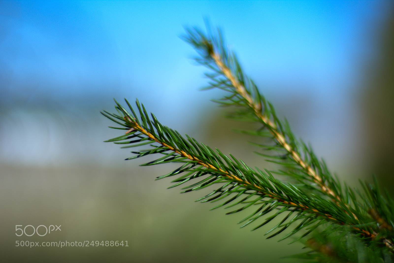 Nikon D7200 sample photo. Nowdsc photography