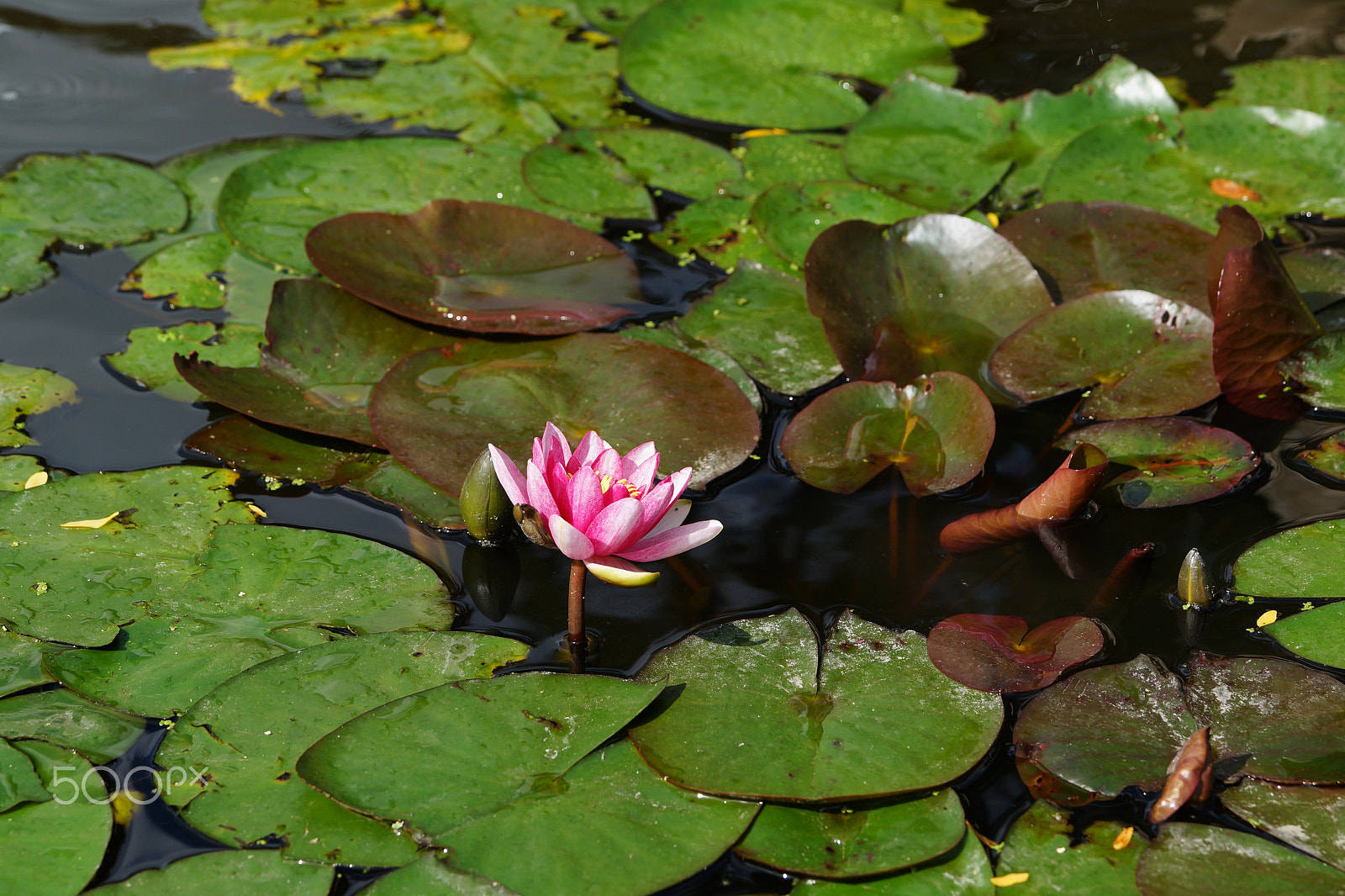 Sony a99 II sample photo. Water lilies photography