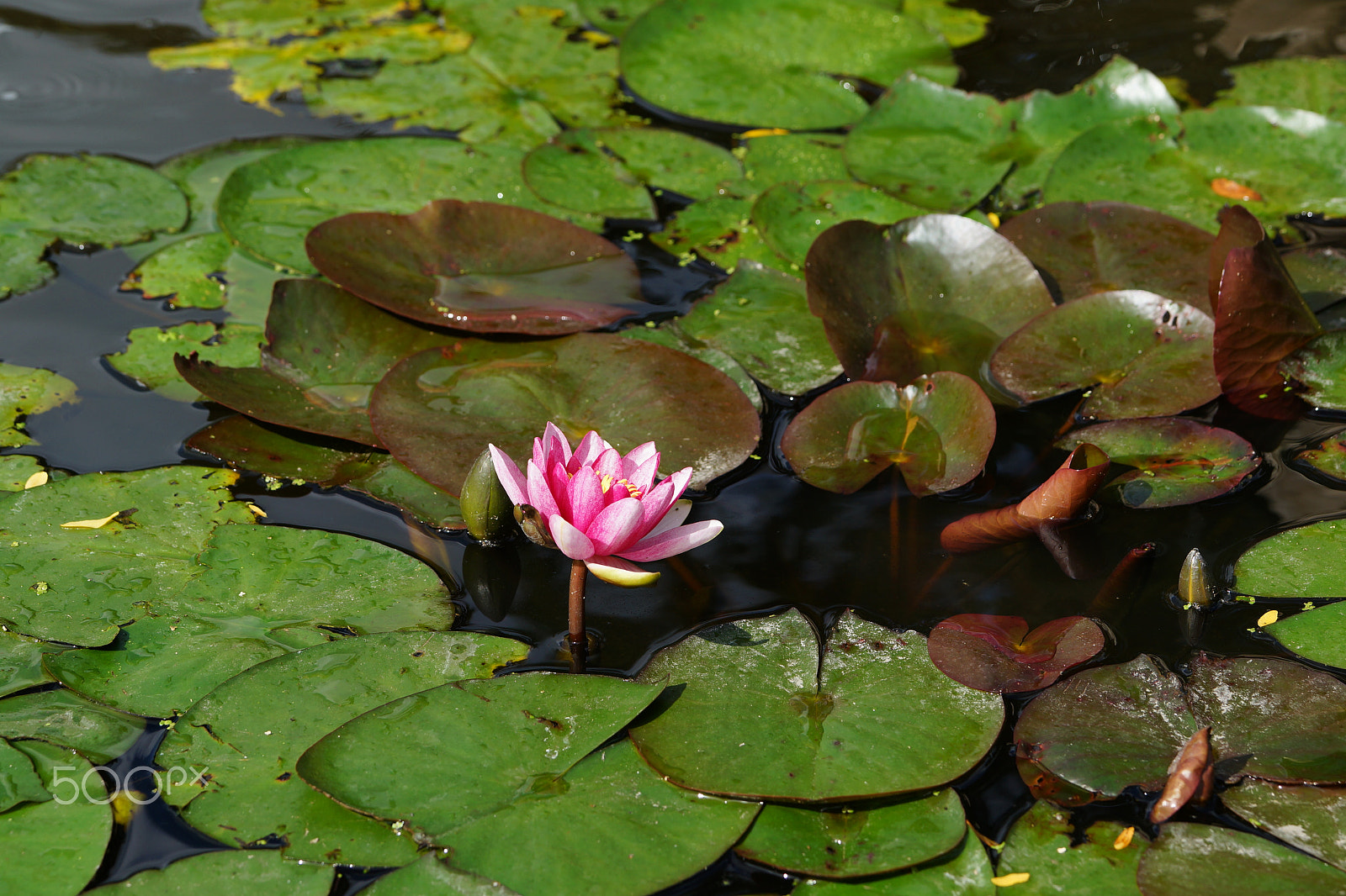 Sony a99 II + Sony 70-400mm F4-5.6 G SSM II sample photo. Water lilies photography