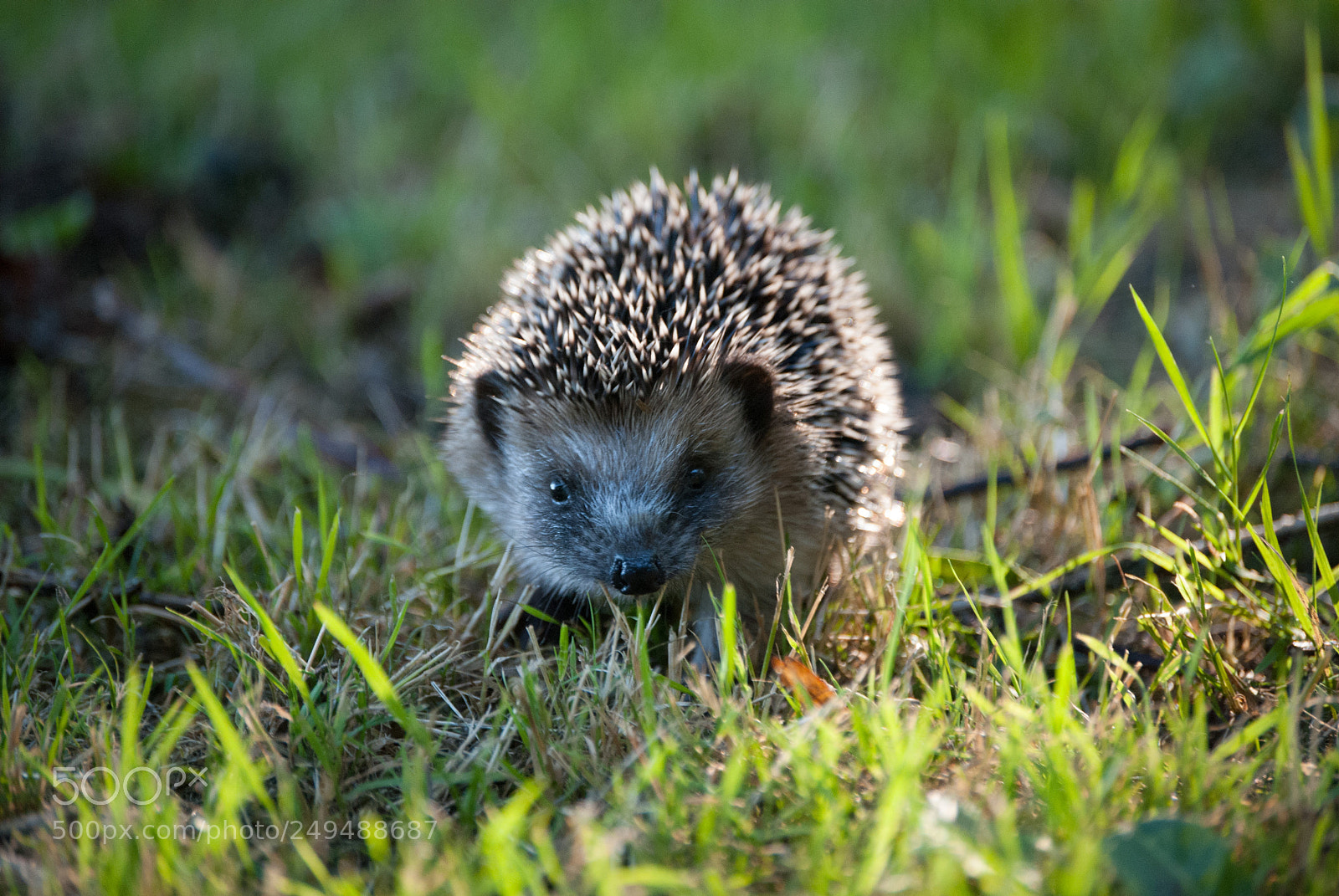 Nikon D60 sample photo. Little hedgehog photography