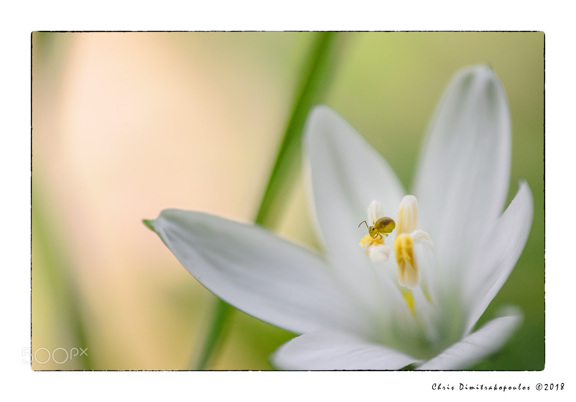 Nikon D7000 sample photo. A collembola walking on photography