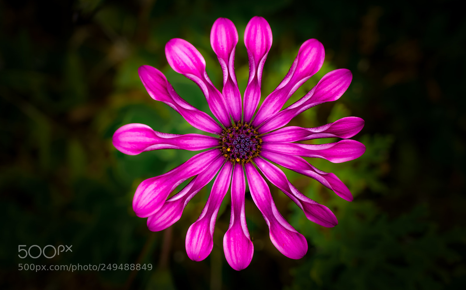 Sony a6000 sample photo. Macro beauty photography