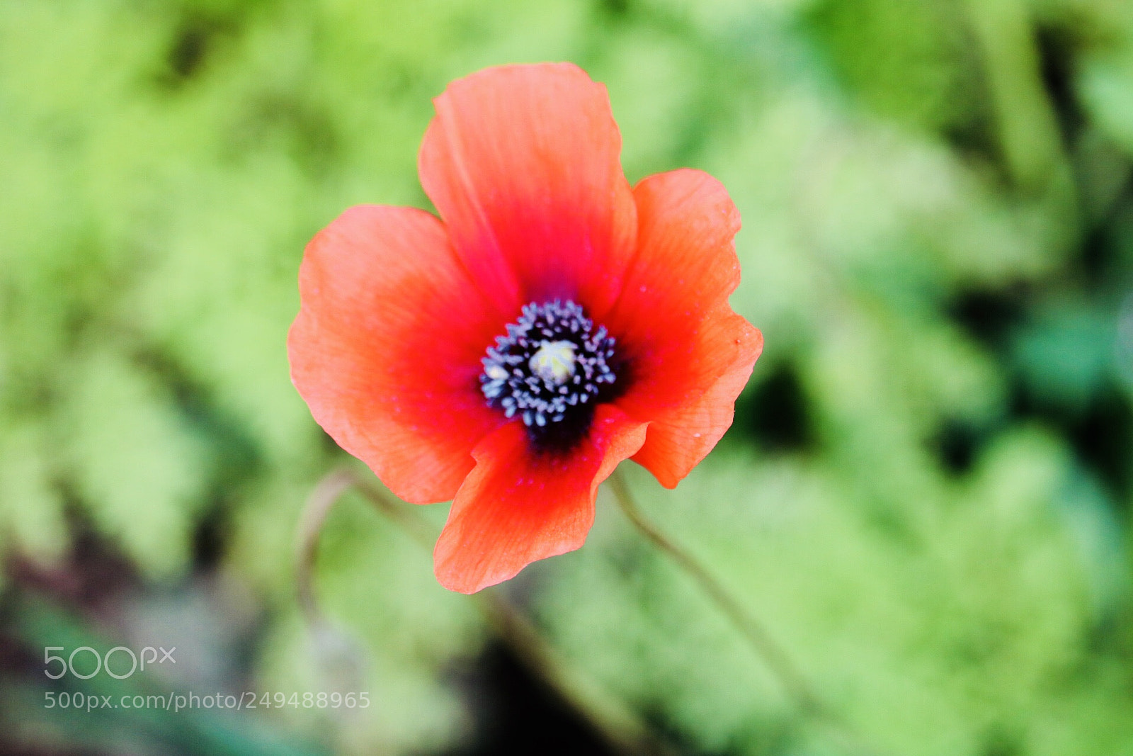 Canon EOS 750D (EOS Rebel T6i / EOS Kiss X8i) sample photo. Springtime5 photography