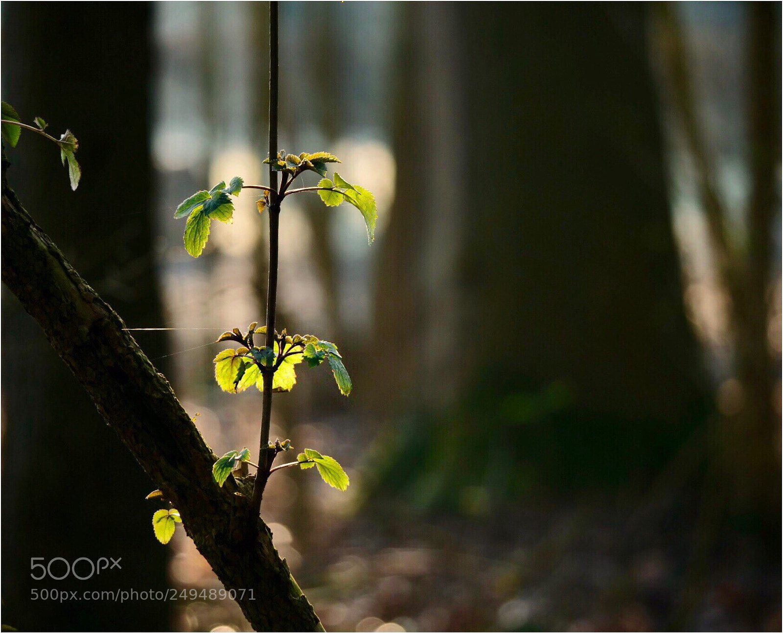 Panasonic Lumix DC-G9 sample photo. Very carefully new life photography