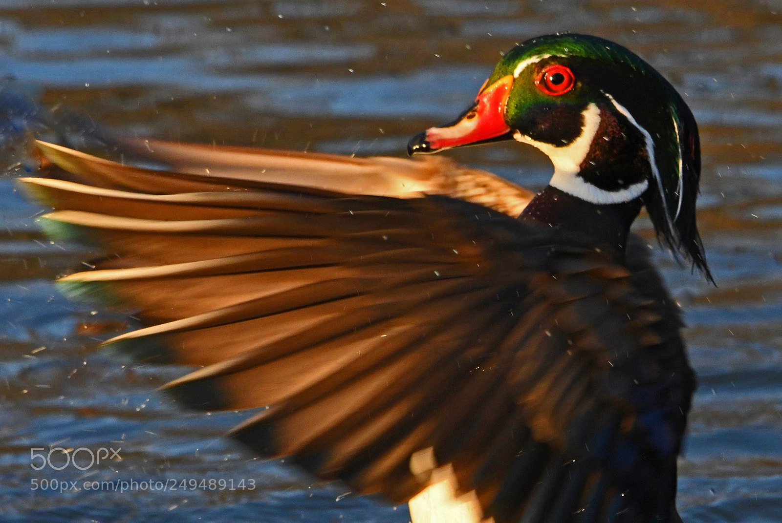 Nikon D500 sample photo. Wood duck photography