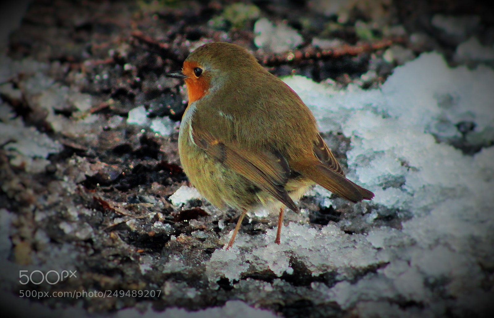 Canon EOS 600D (Rebel EOS T3i / EOS Kiss X5) sample photo. Hungry robin photography