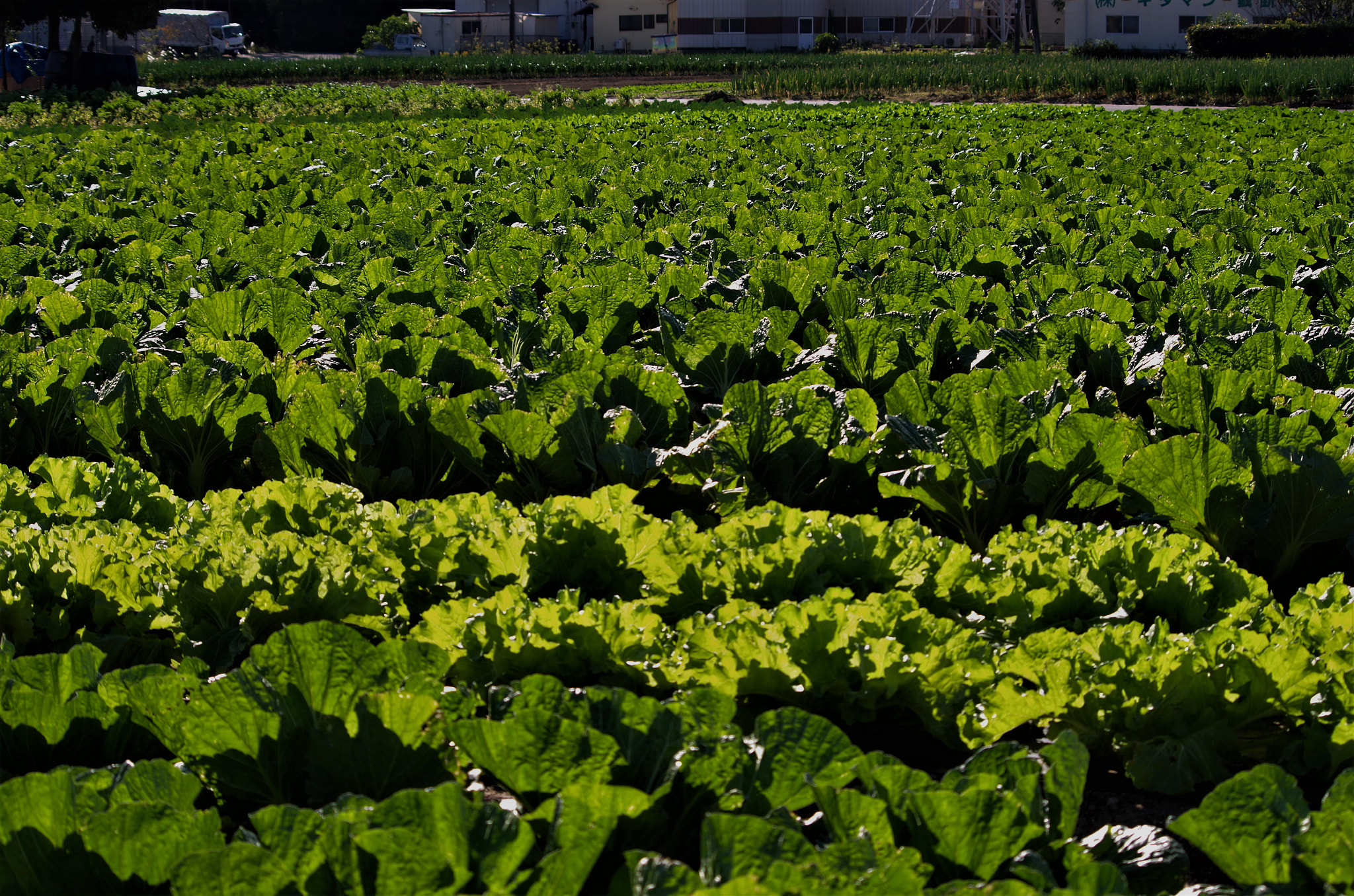 Pentax smc DA 55-300mm F4.0-5.8 ED sample photo. Vegetable's photography