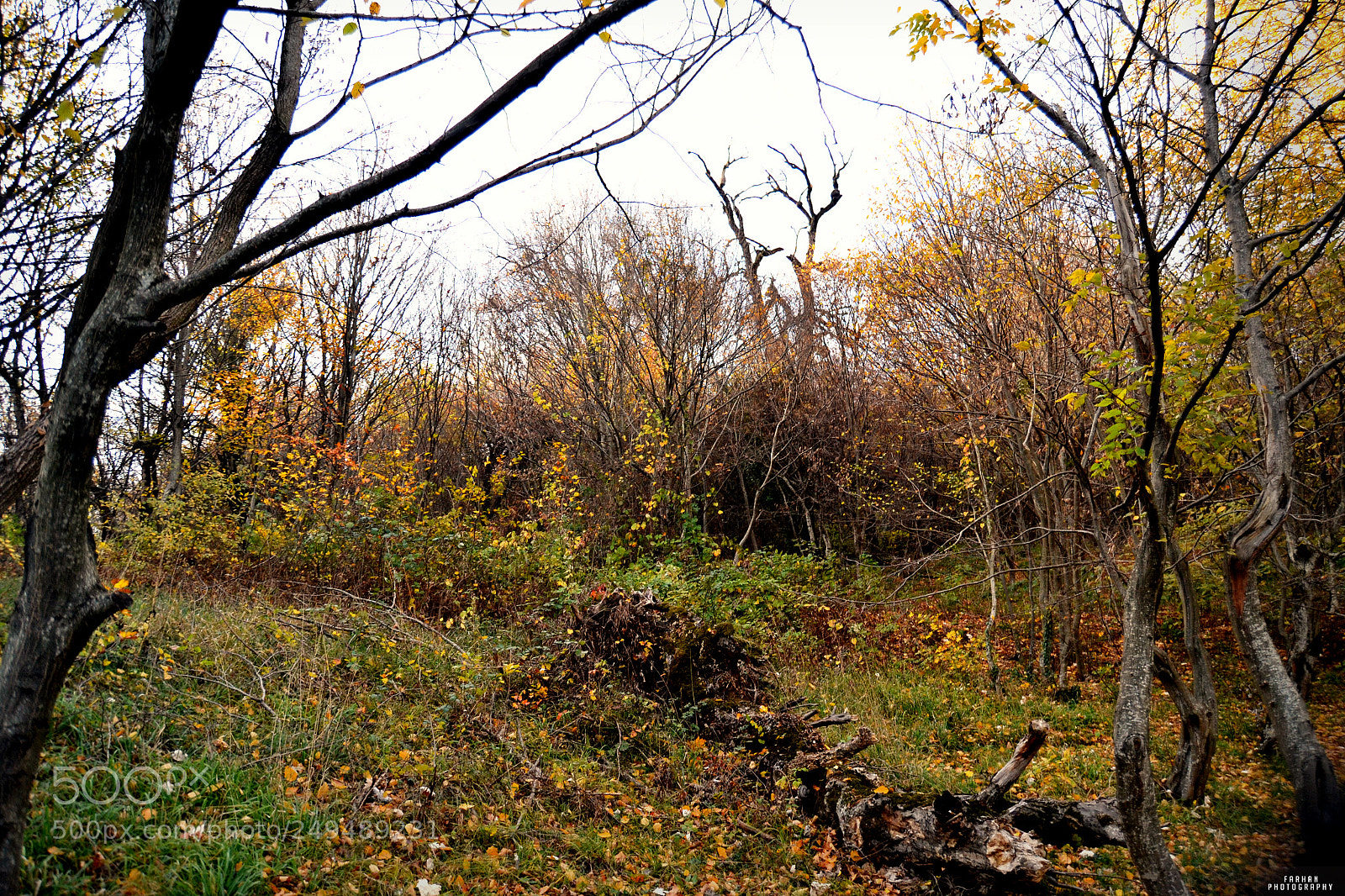 Nikon D3100 sample photo. Woods photography