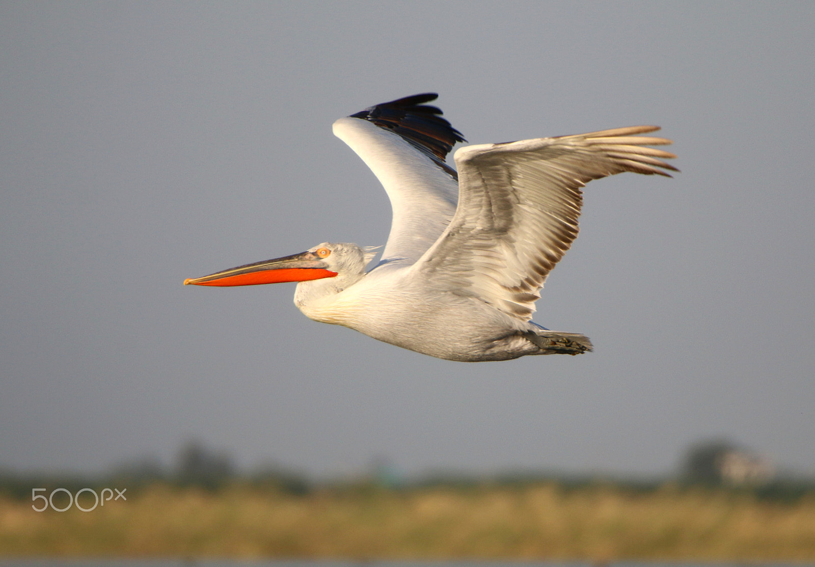 Canon EOS 70D sample photo. Pelican airlines photography
