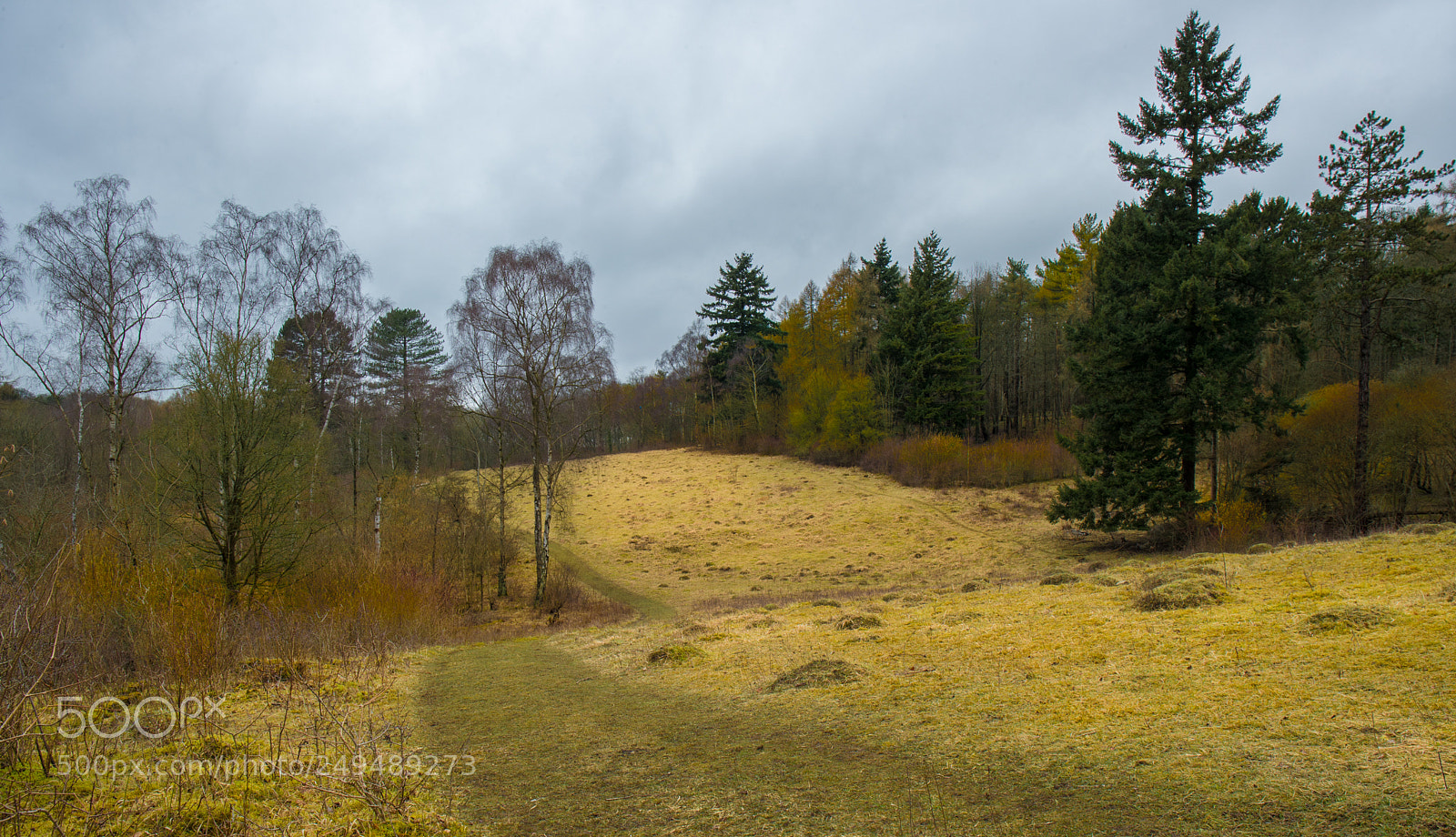 Canon EOS-1D X Mark II sample photo. Warburg wildlife park photography