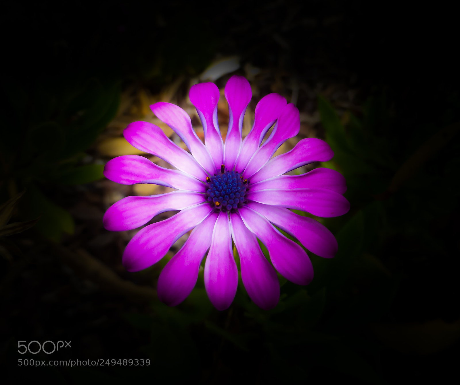 Panasonic Lumix DMC-ZS30 (Lumix DMC-TZ40) sample photo. Macro beauty 2 photography