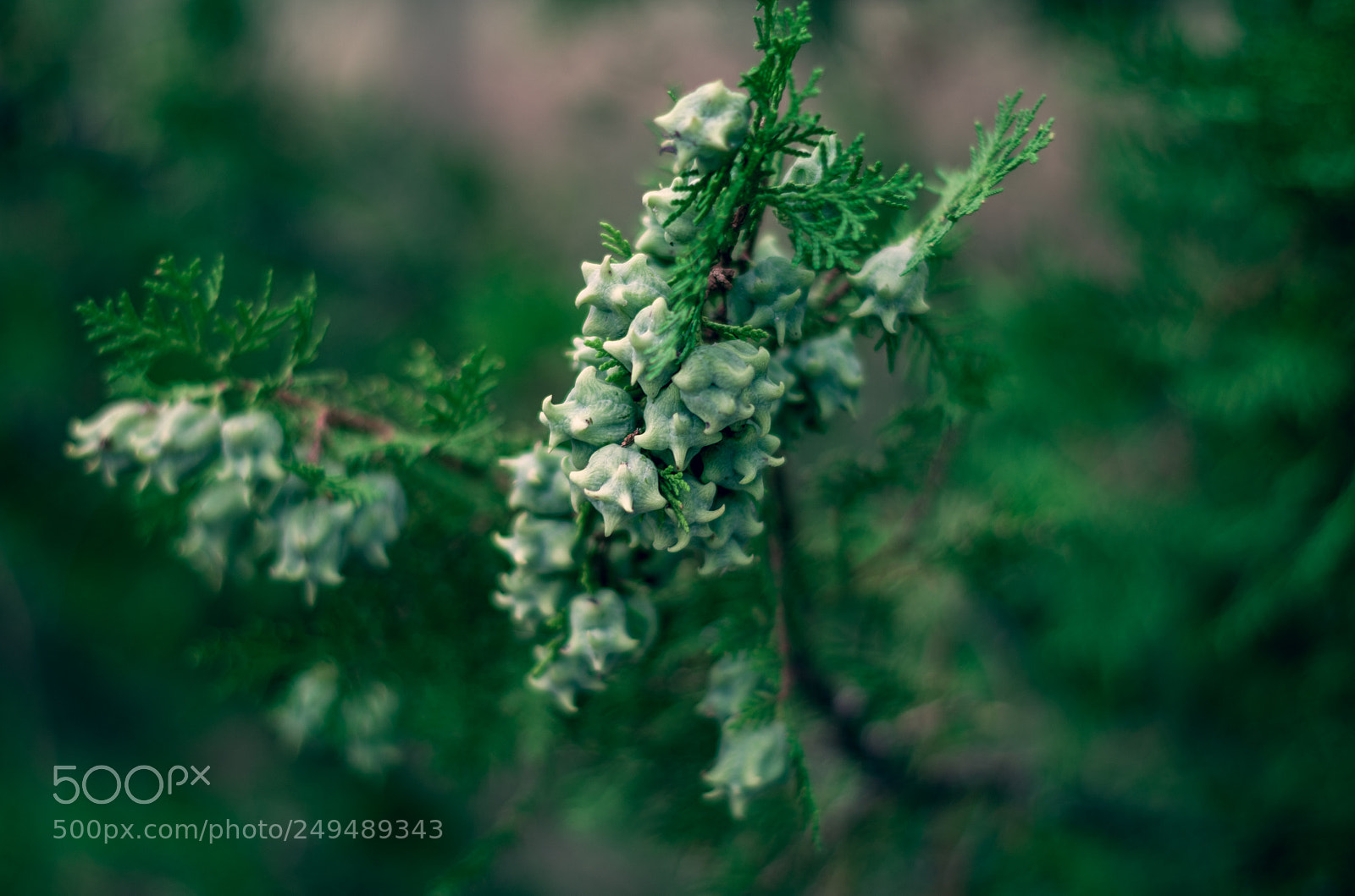 Pentax K-30 sample photo. Evergreen photography