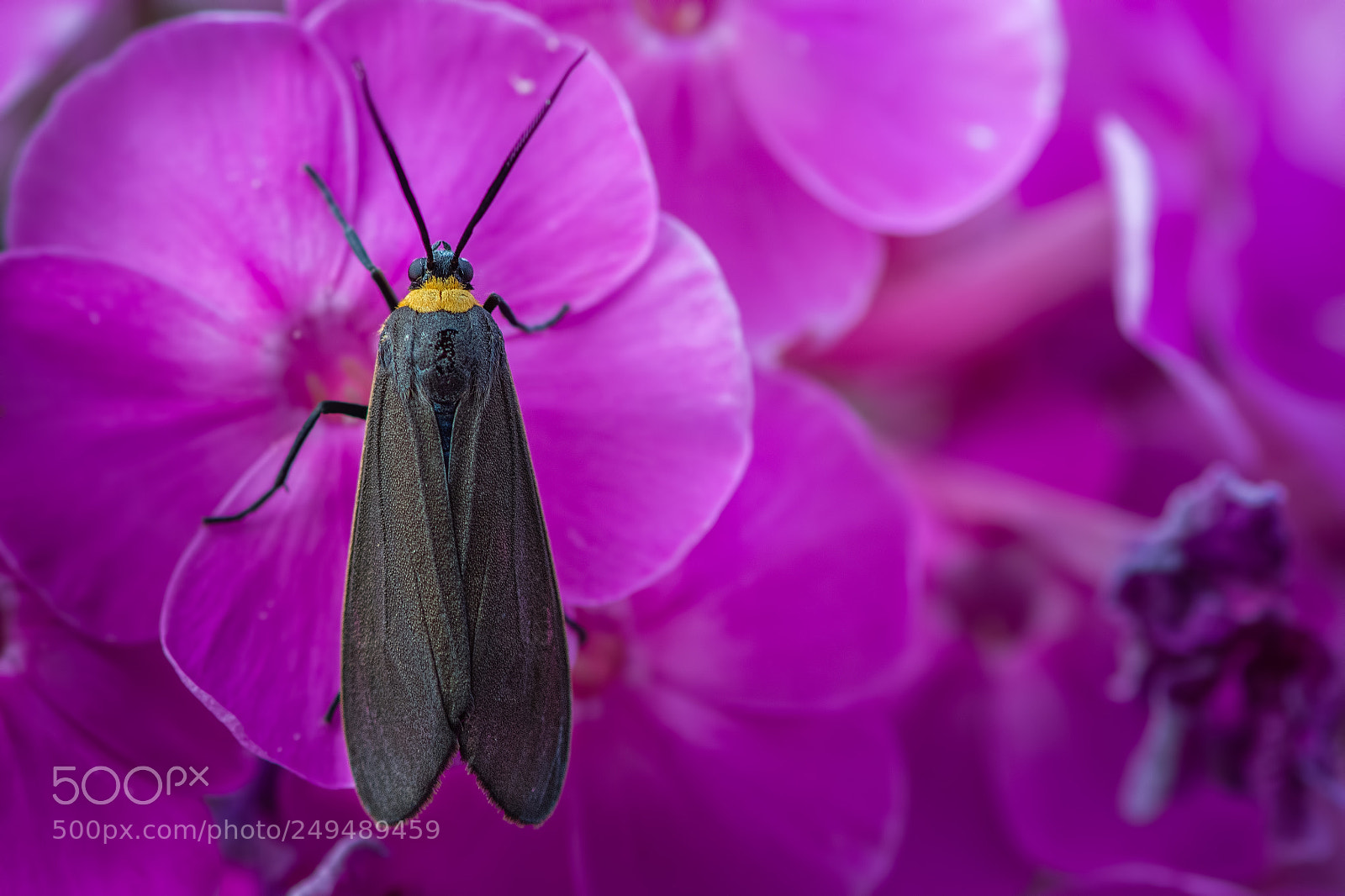 Nikon D7100 sample photo. Yellow collared scape photography